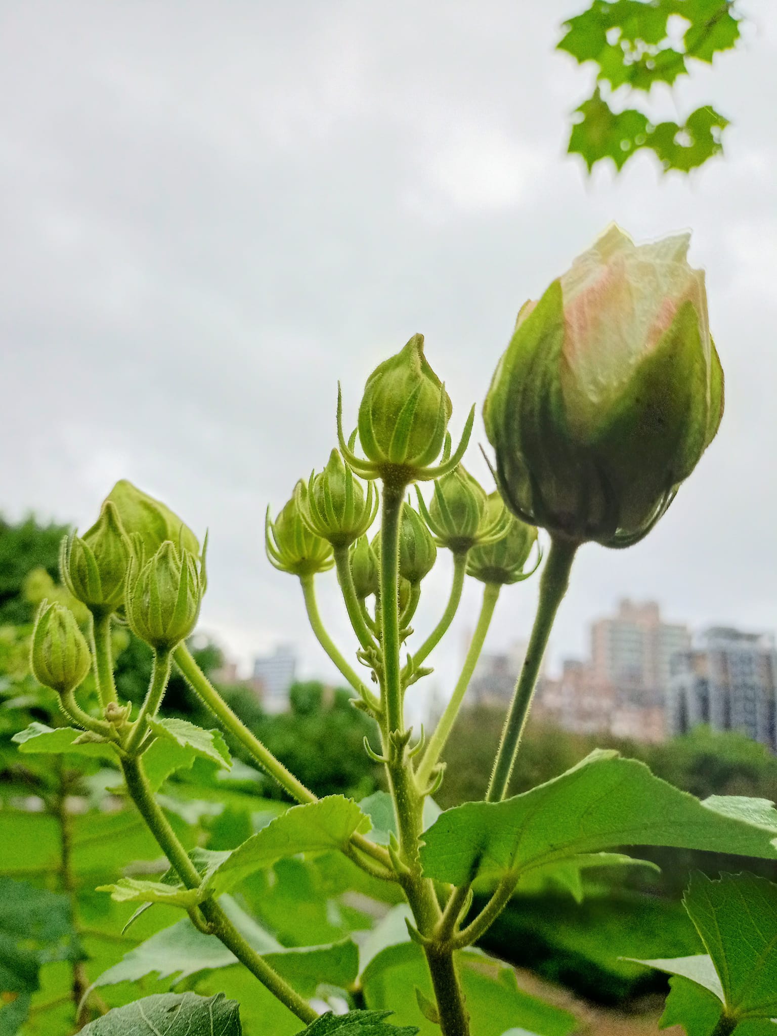 醉芙蓉，戰秋雨