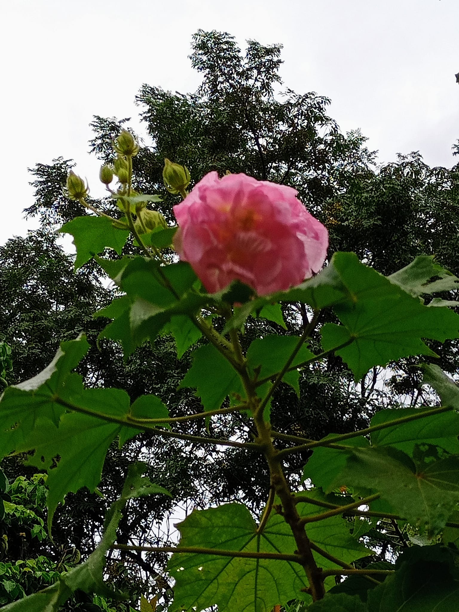 醉芙蓉，戰秋雨