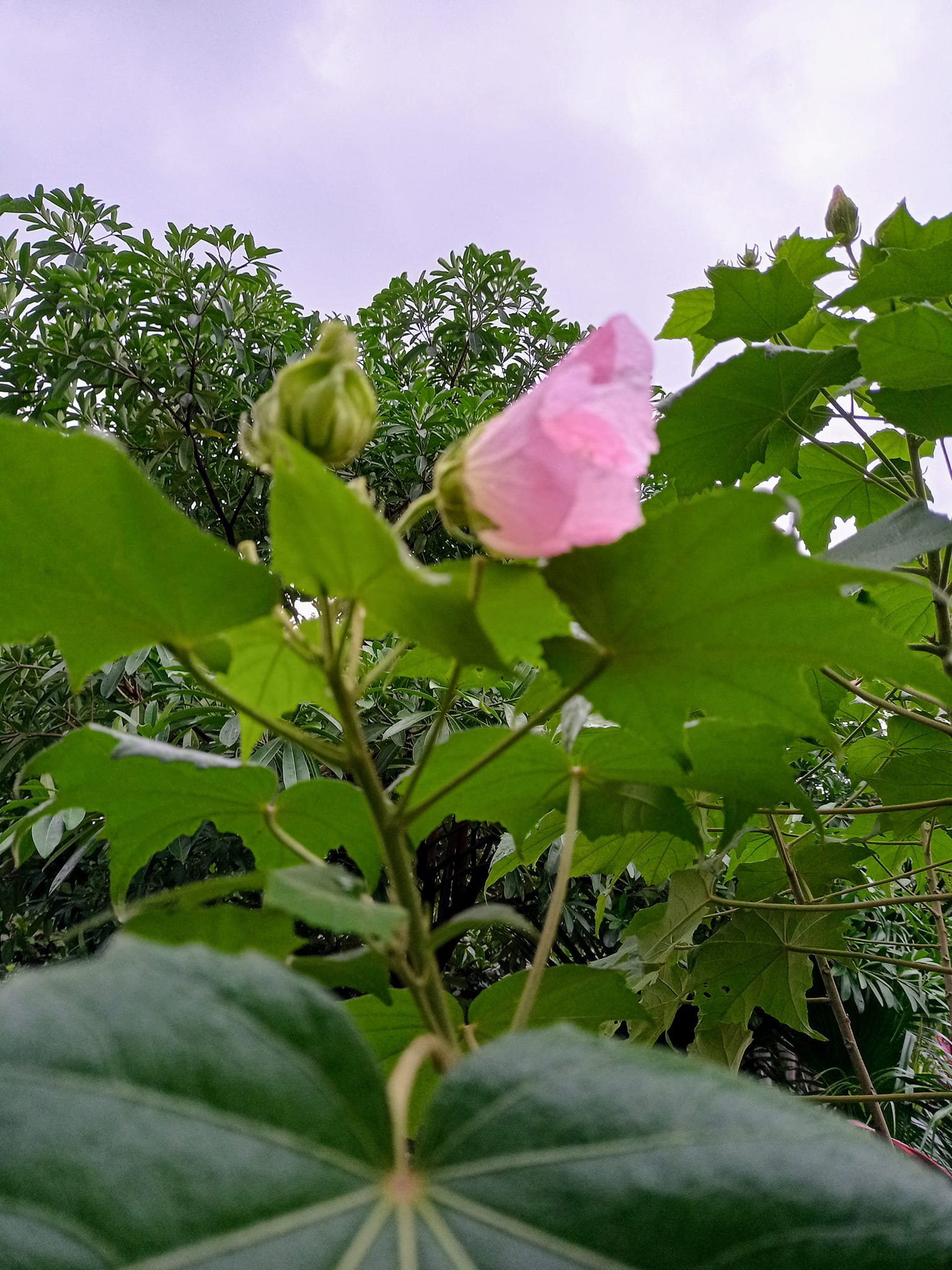 醉芙蓉，戰秋雨