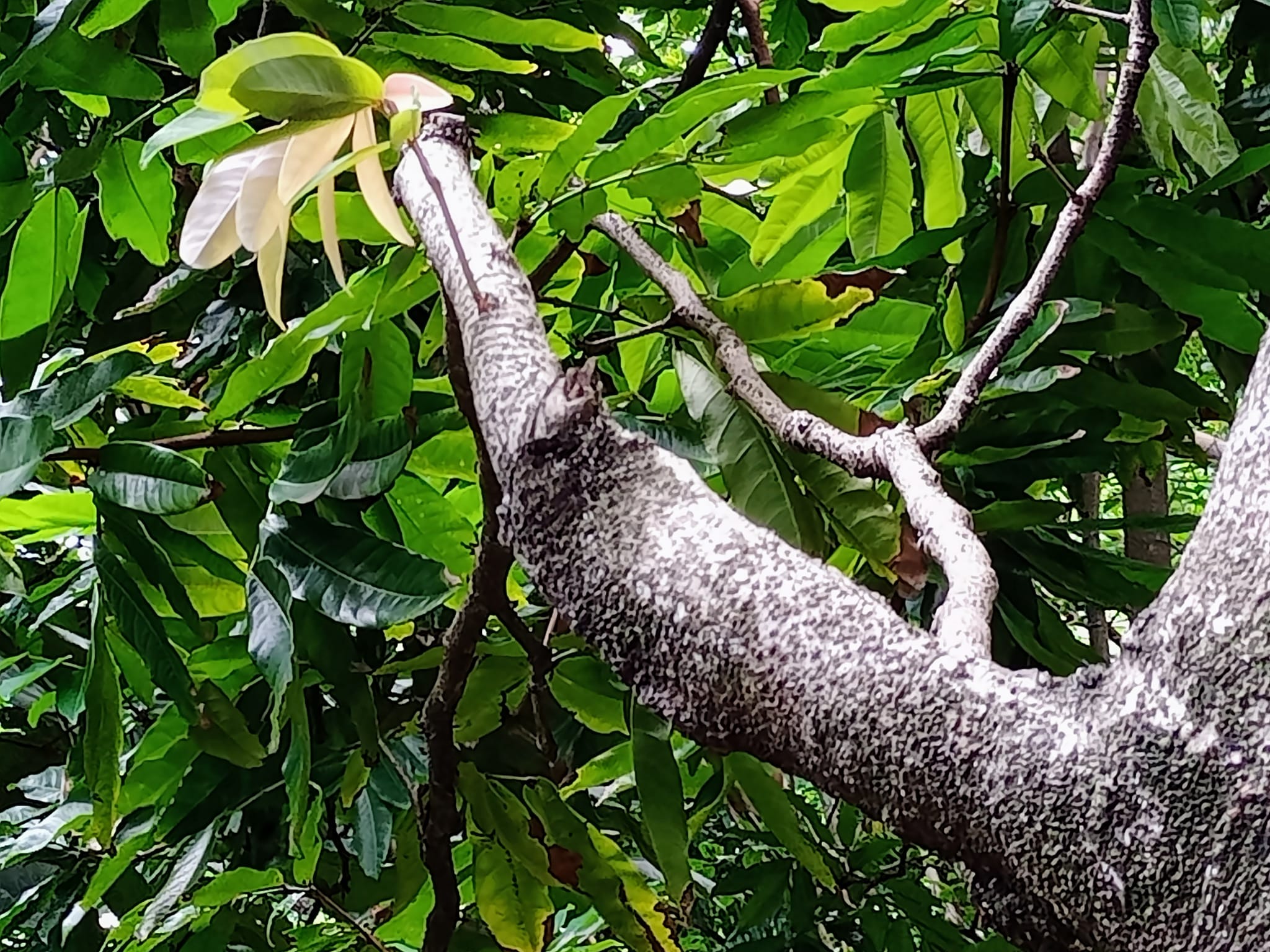 再次看到無憂樹