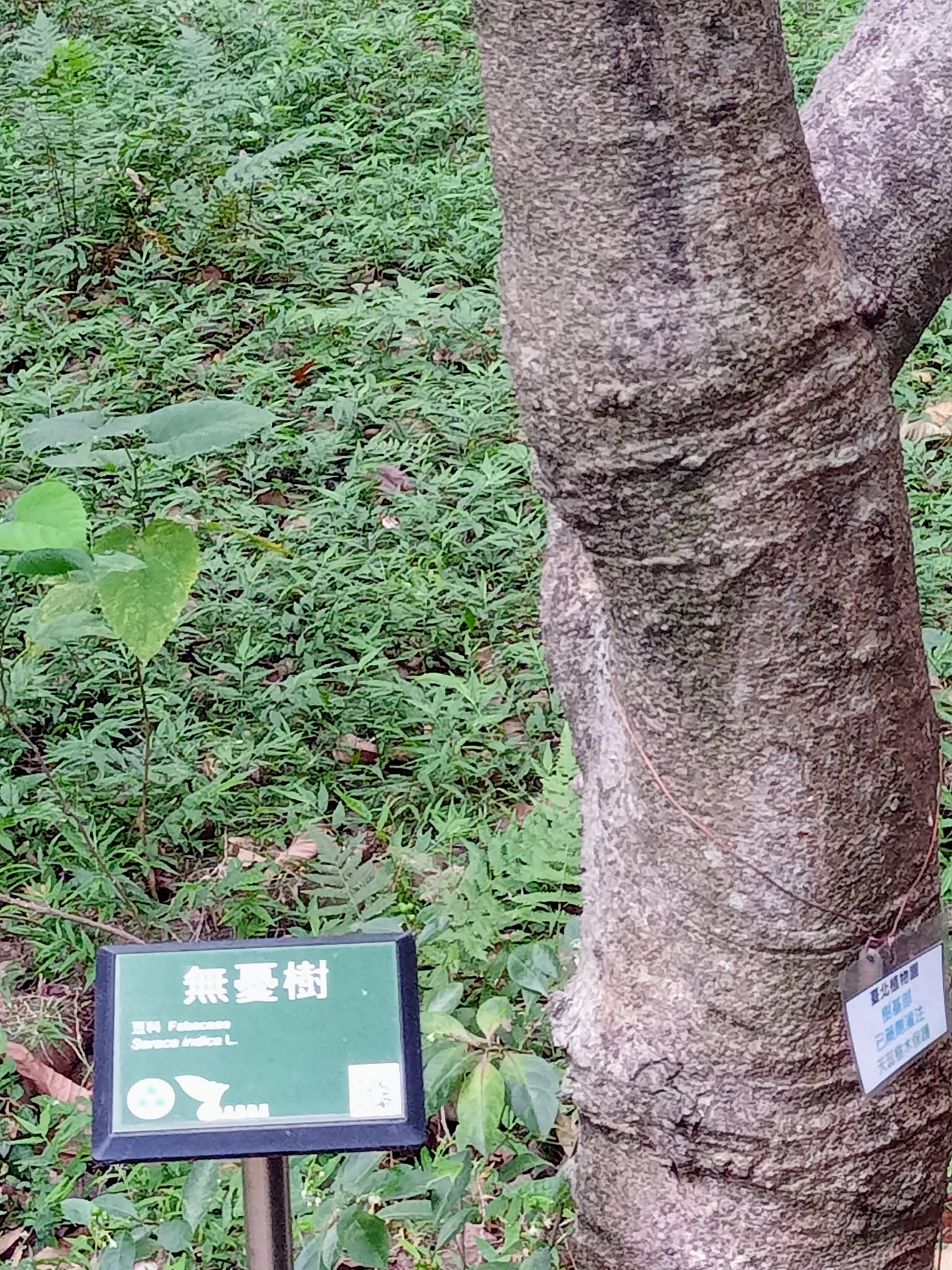 再次看到無憂樹