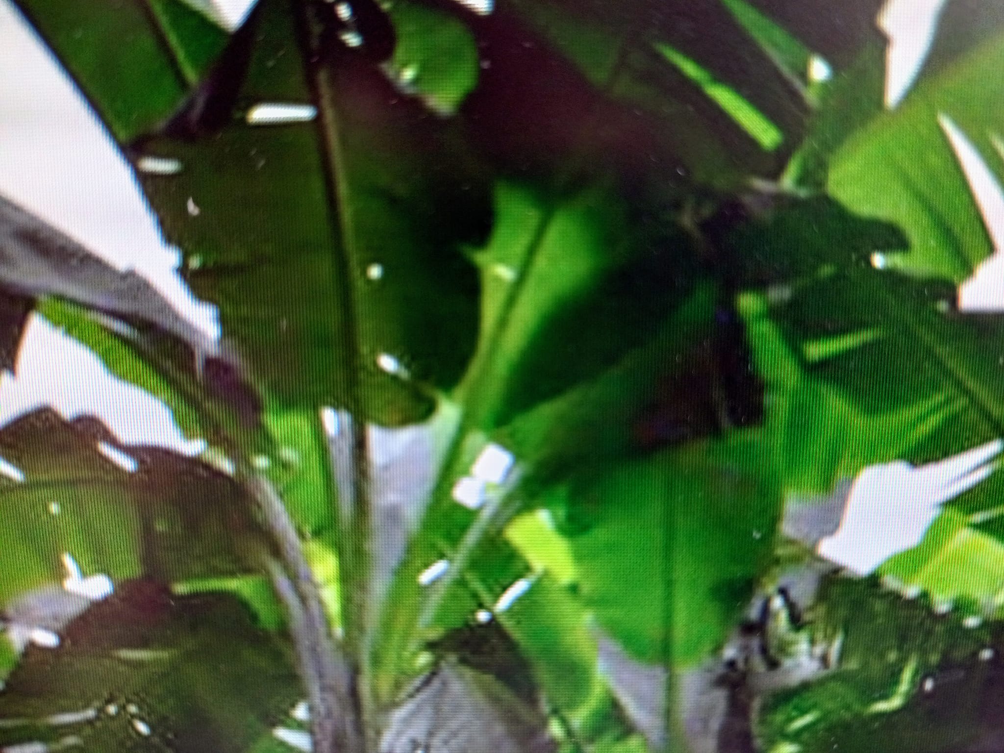 芭蕉甜酸樹心空性