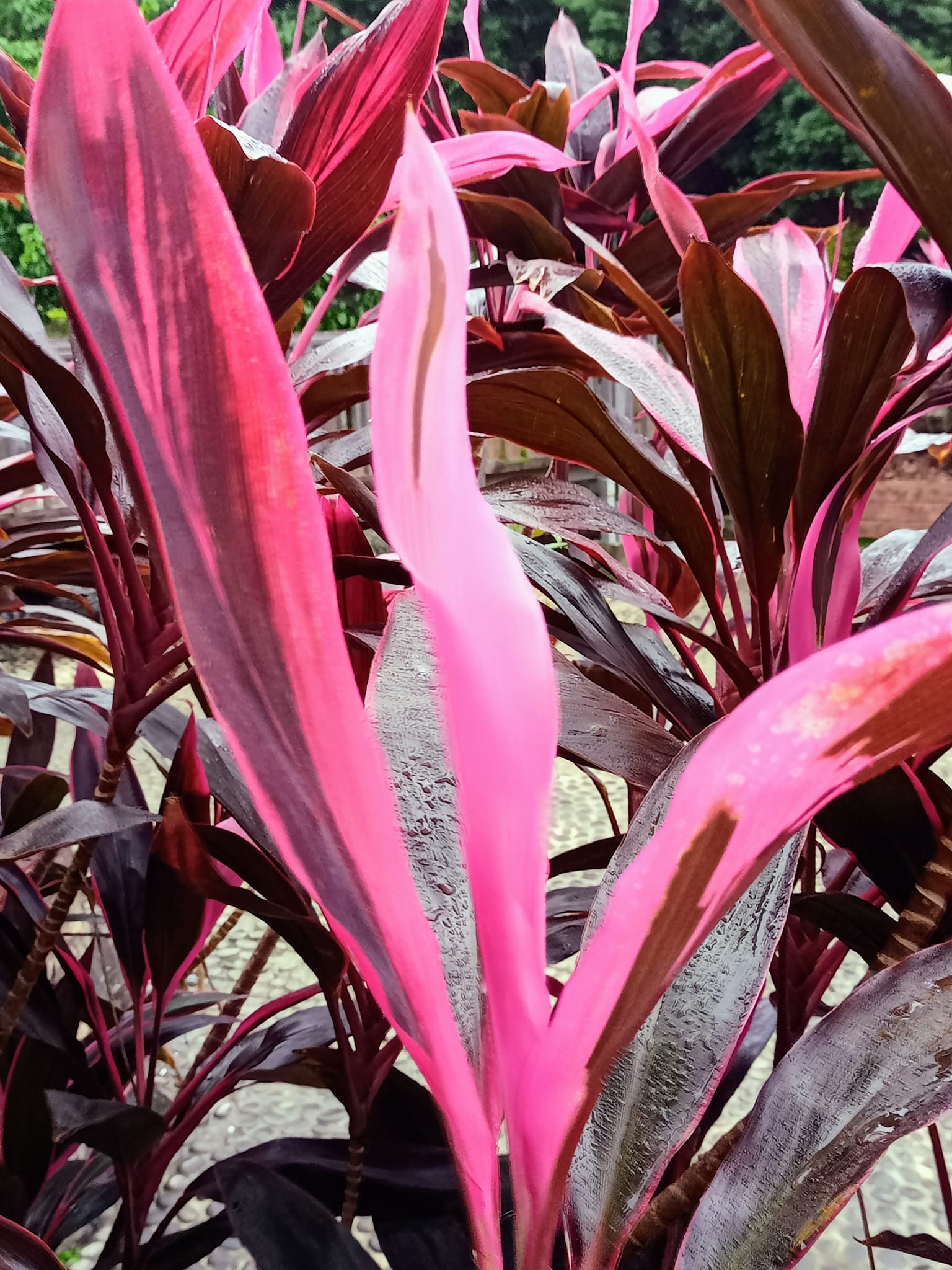 秋末朱蕉向天紅