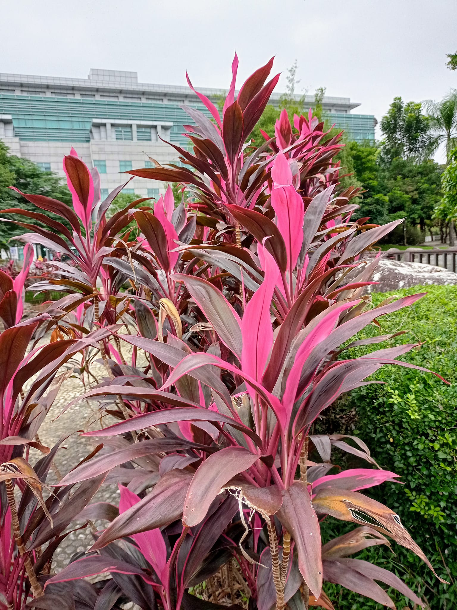 秋末朱蕉向天紅