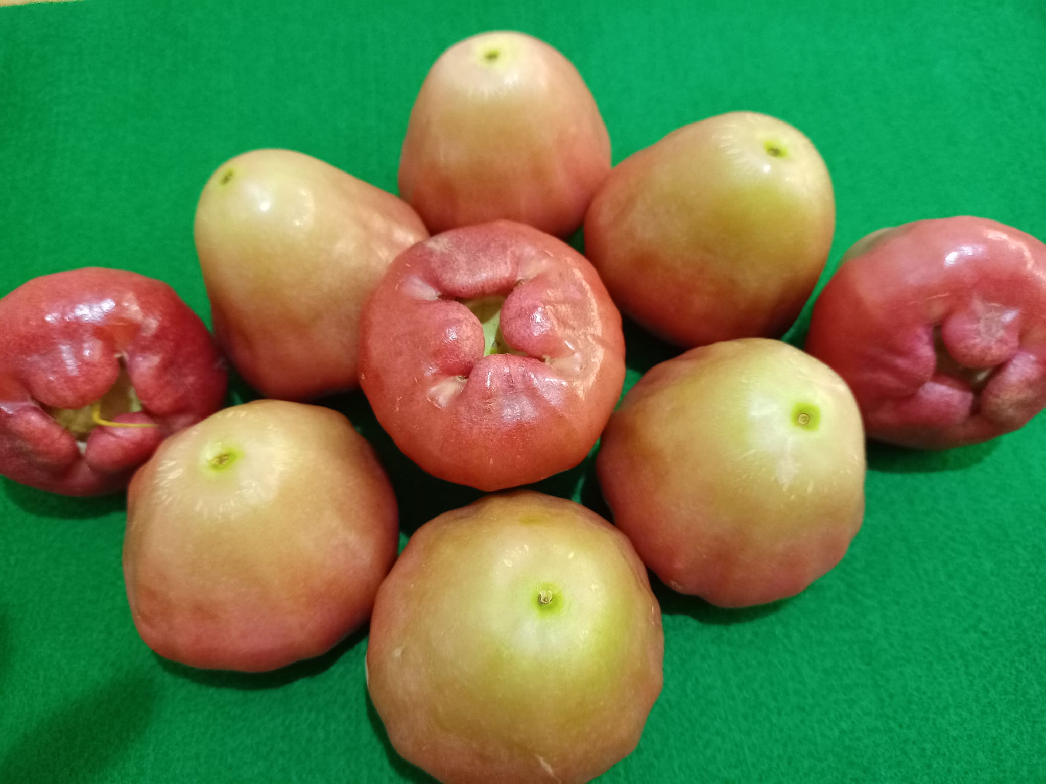 台灣蓮霧的身世