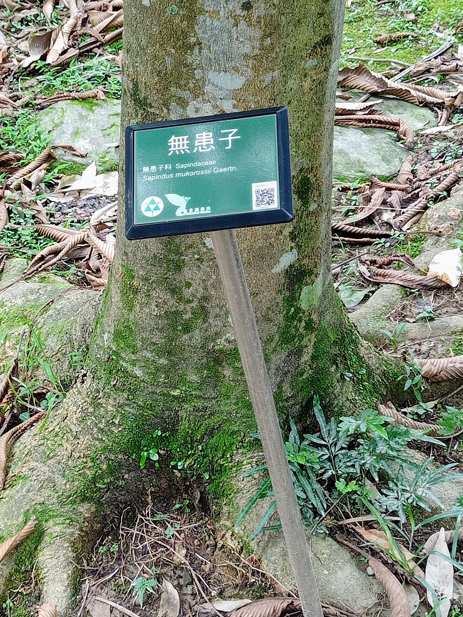 佛教植物無患子