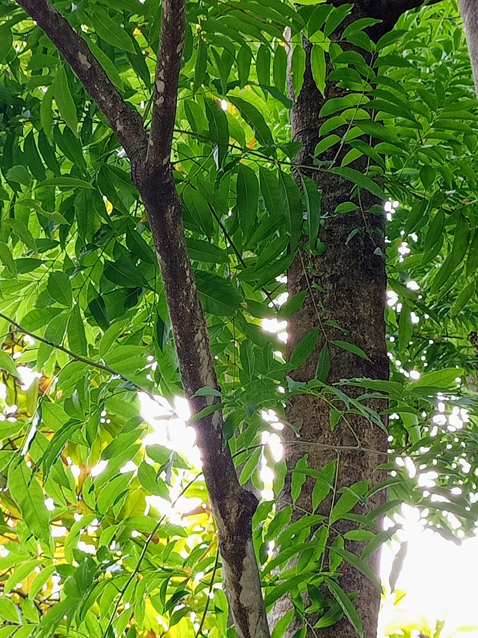 佛教植物無患子