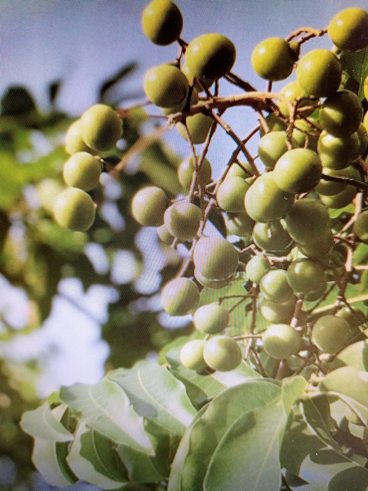佛教植物無患子