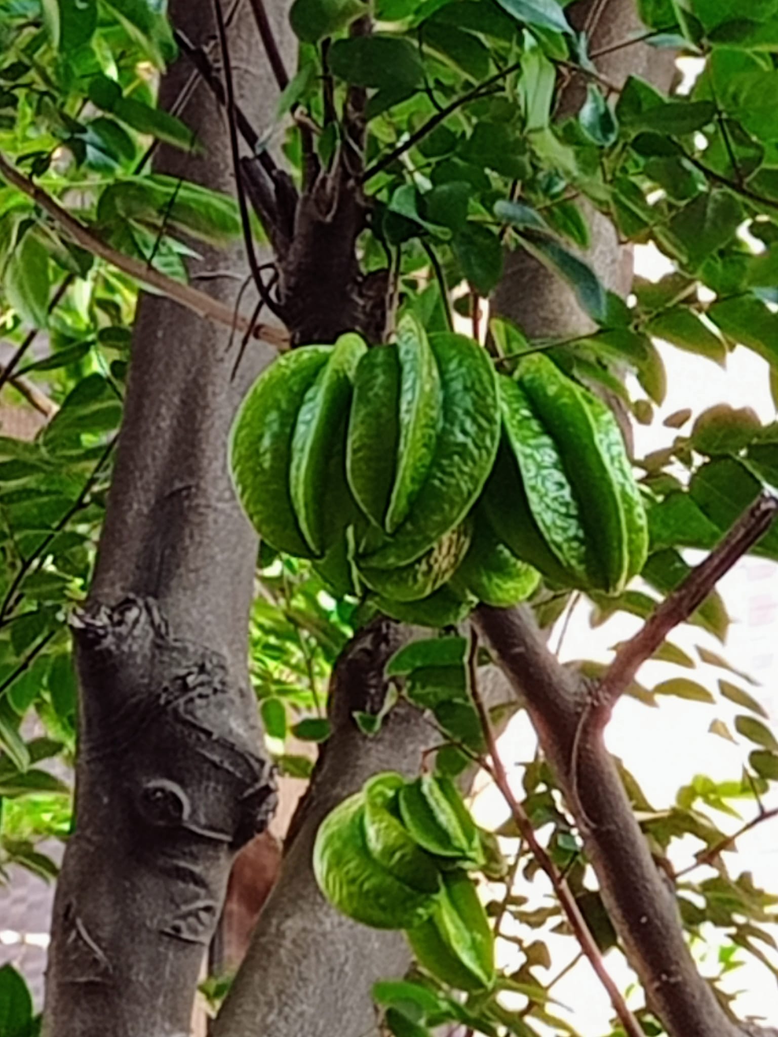 翠綠楊桃高高掛