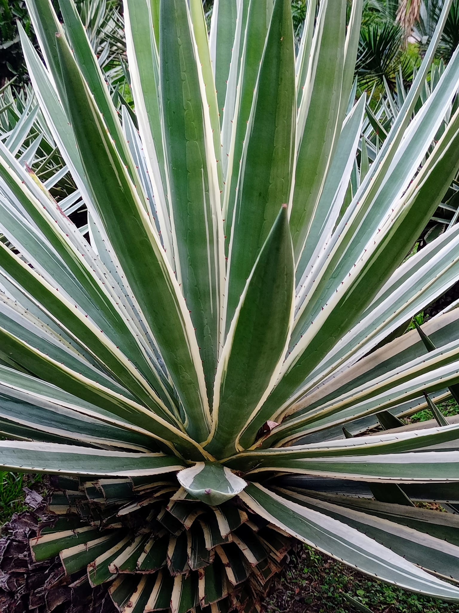 讚嘆白邊龍舌蘭