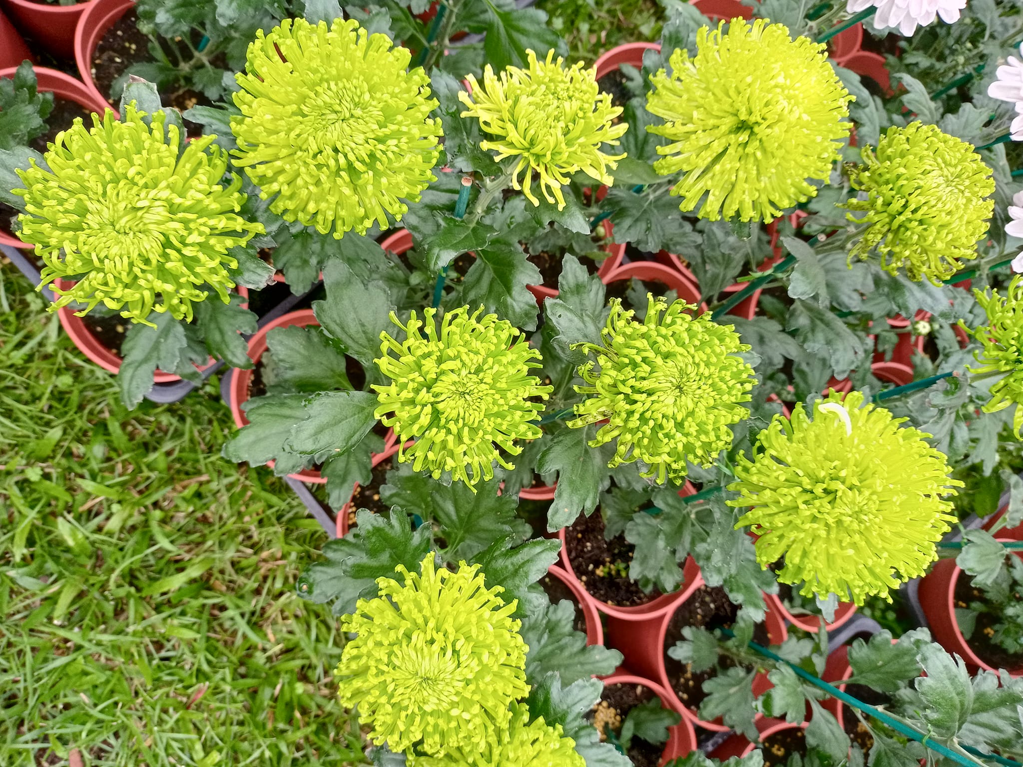 看士林官邸菊花展