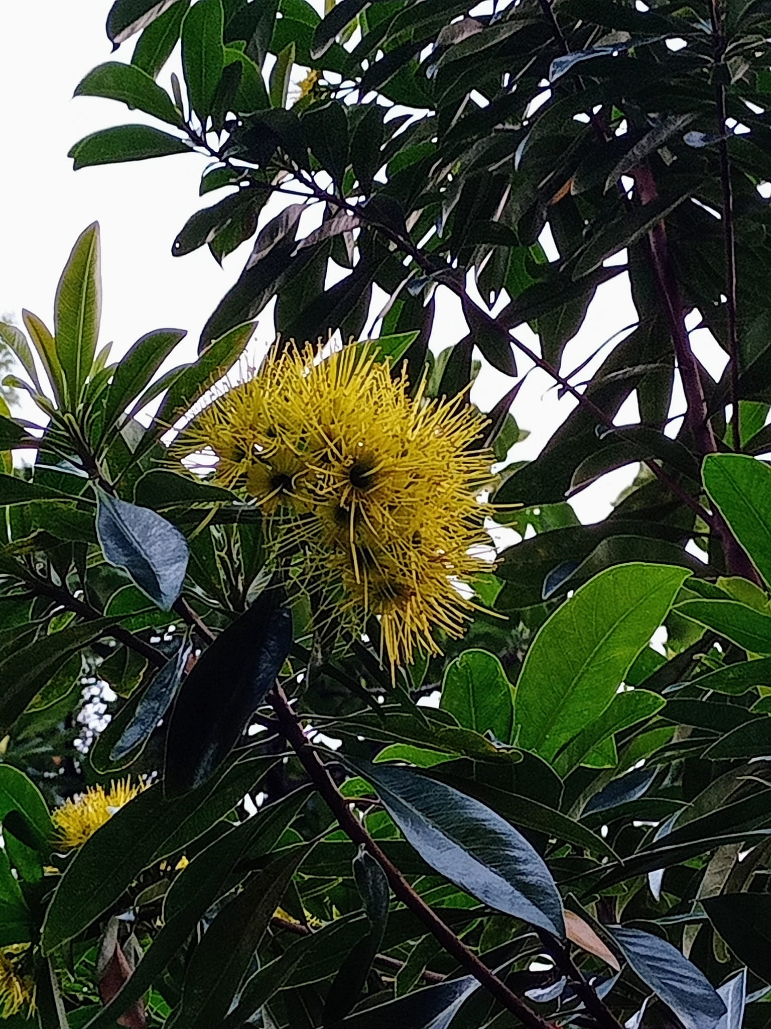 黃金蒲桃外號“黃金熊貓”