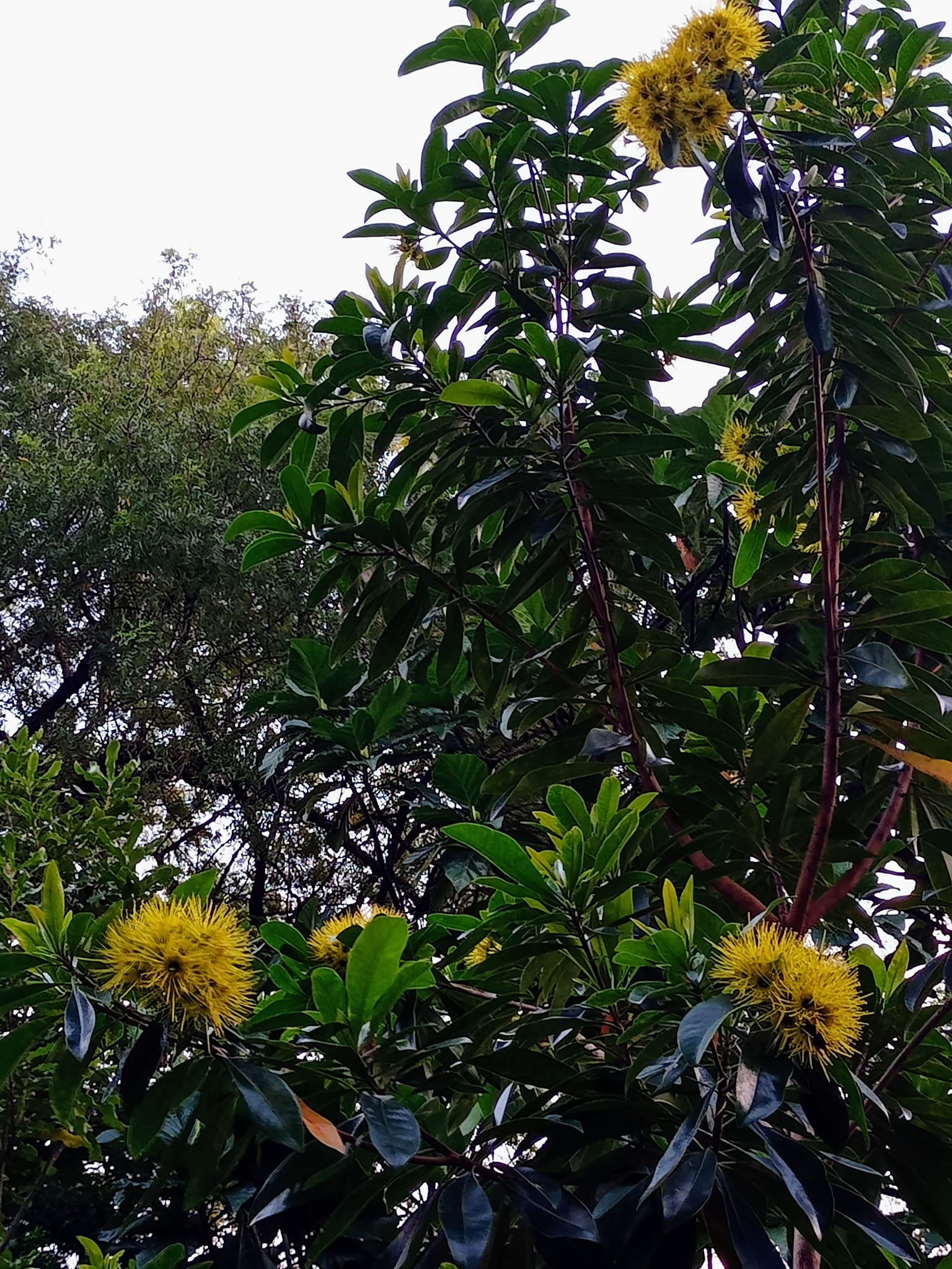 黃金蒲桃外號“黃金熊貓”