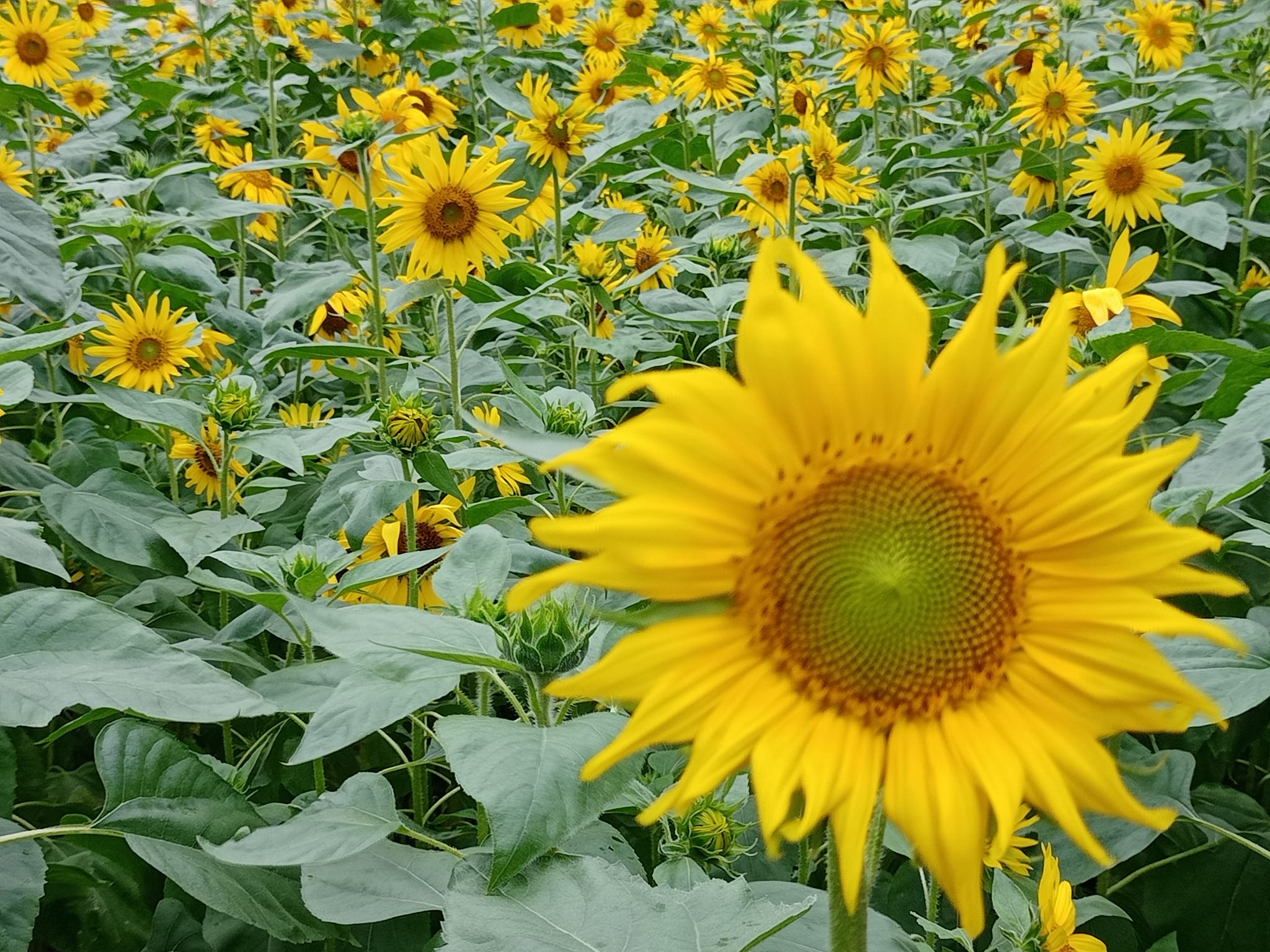 菊、玫瑰、向日葵