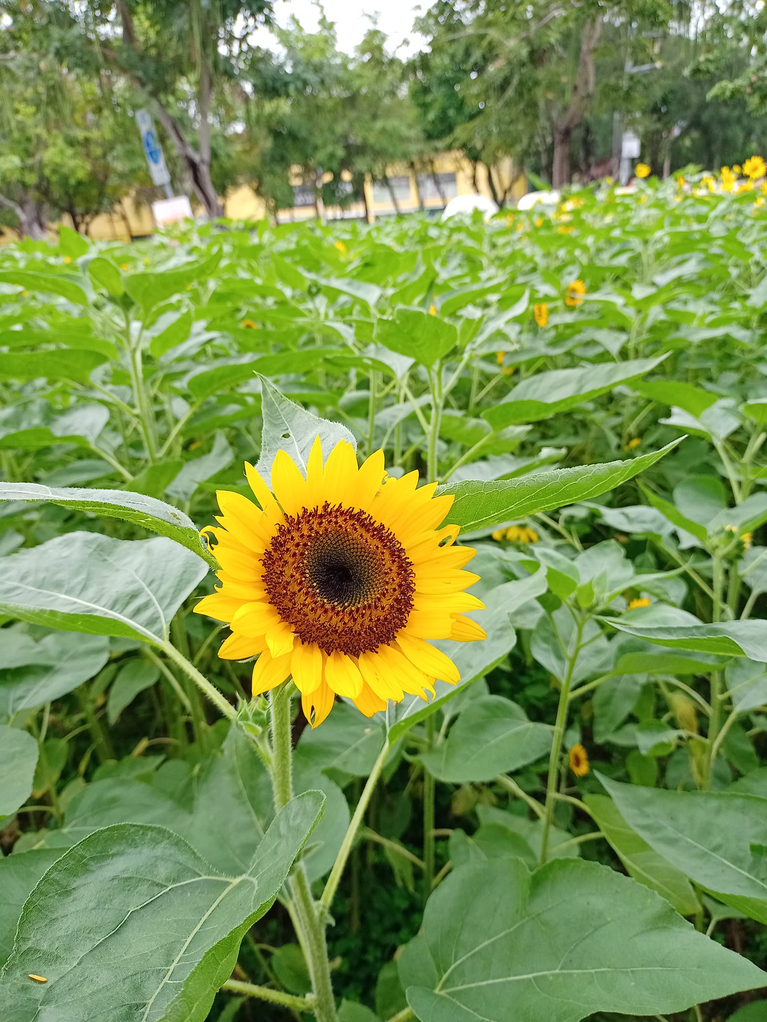 菊、玫瑰、向日葵