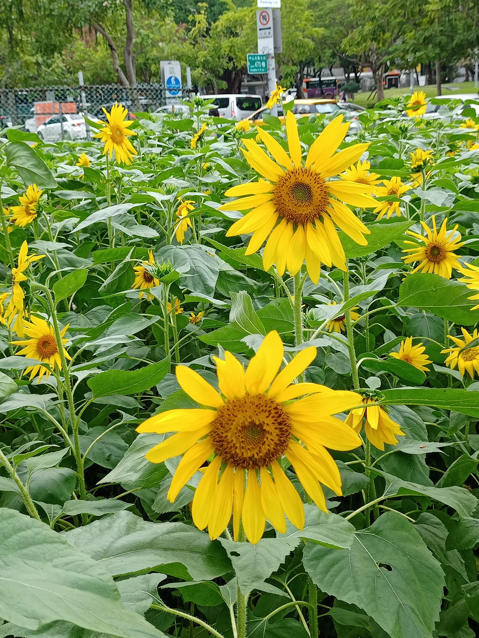 菊、玫瑰、向日葵