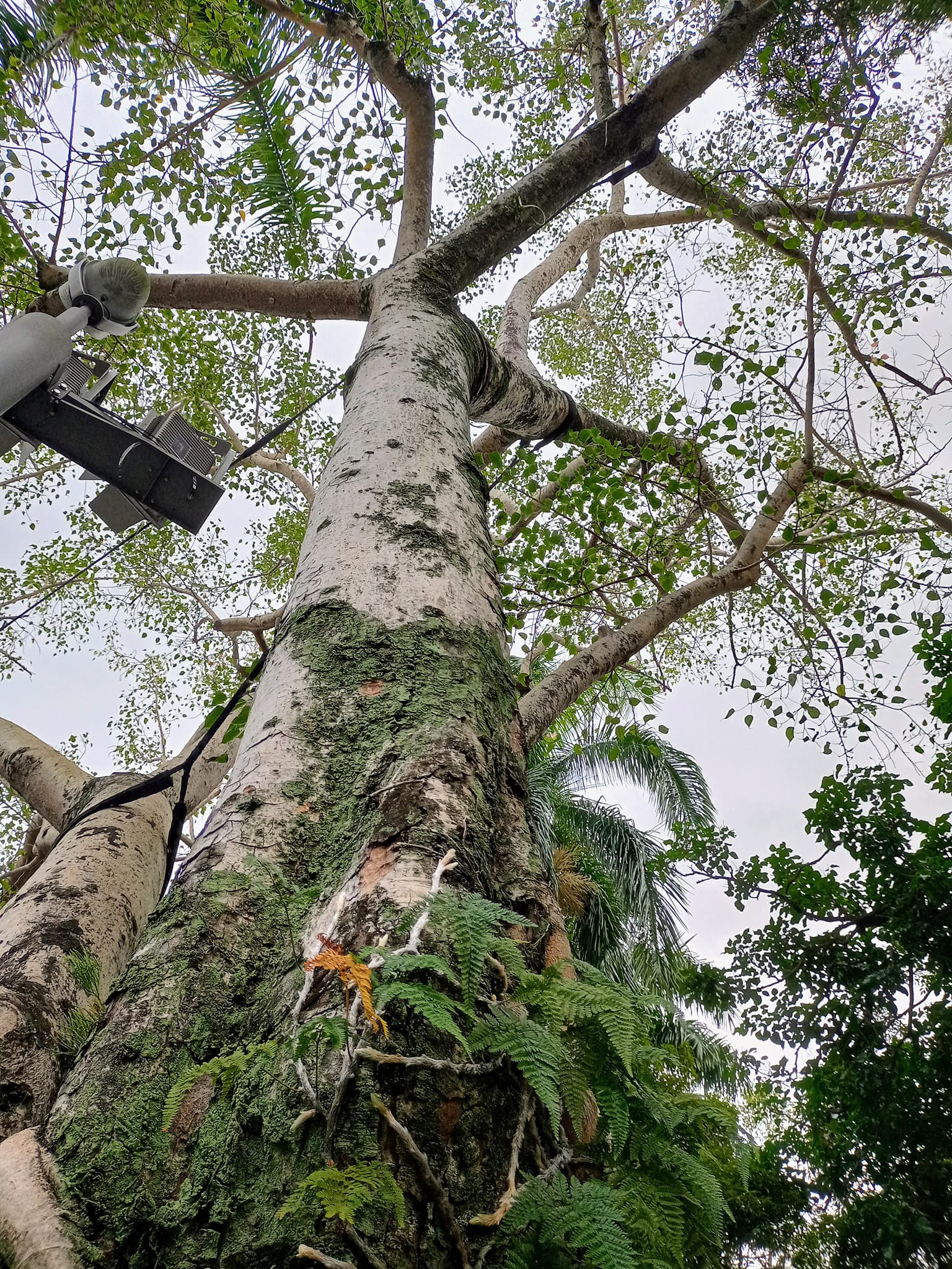 喜見菩提樹路過台灣歷史博物館，