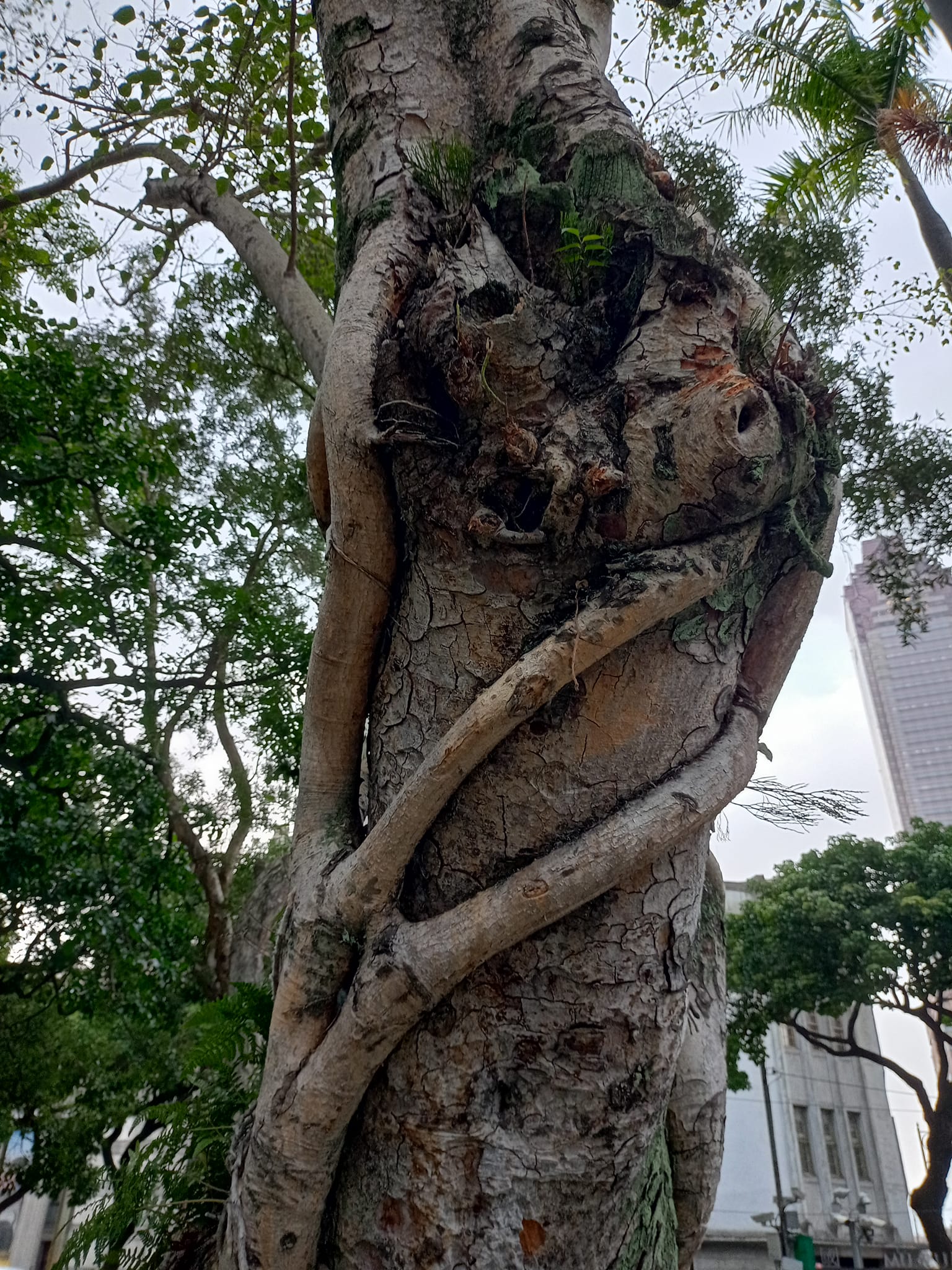 喜見菩提樹路過台灣歷史博物館，