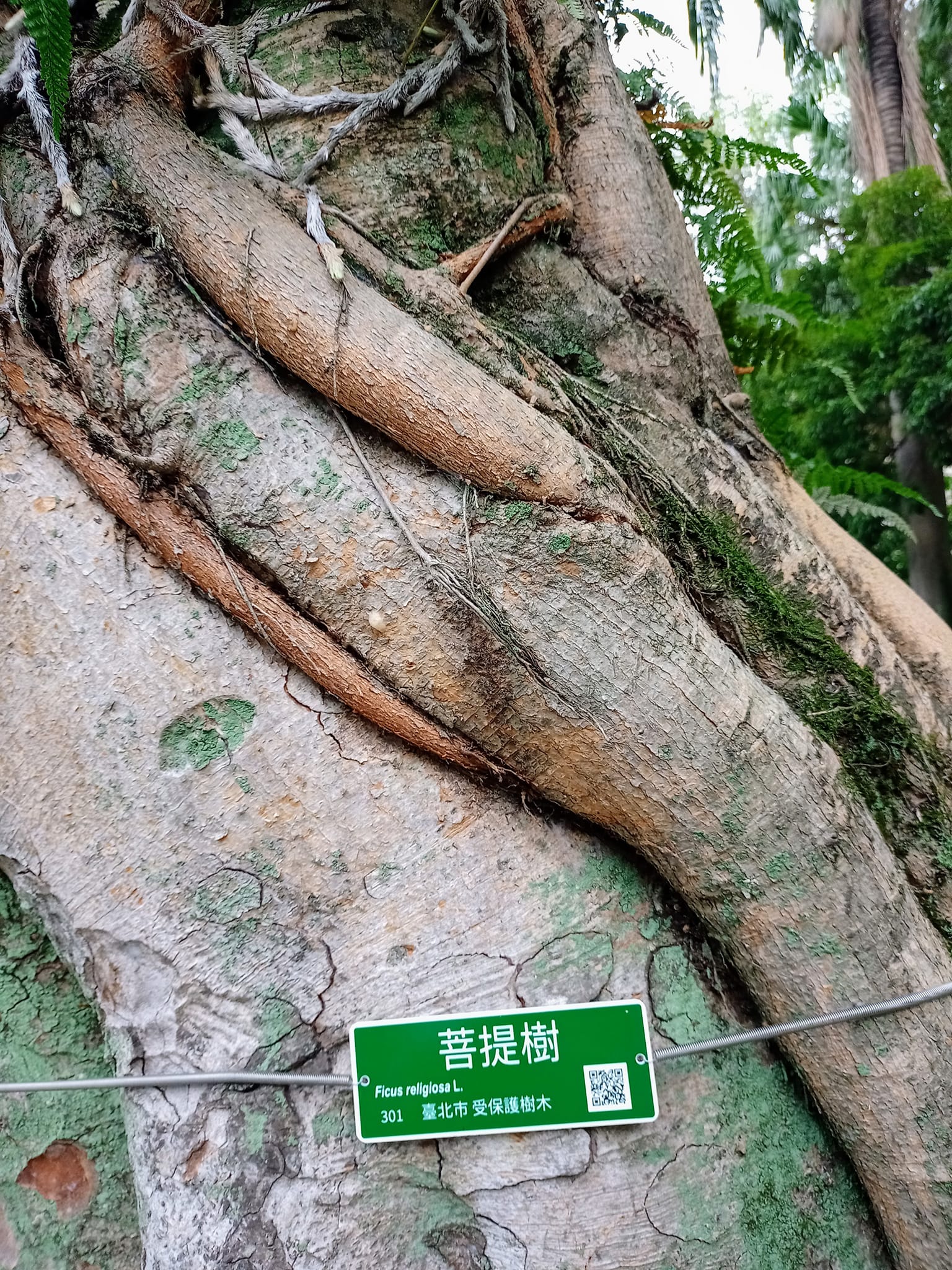 喜見菩提樹路過台灣歷史博物館，