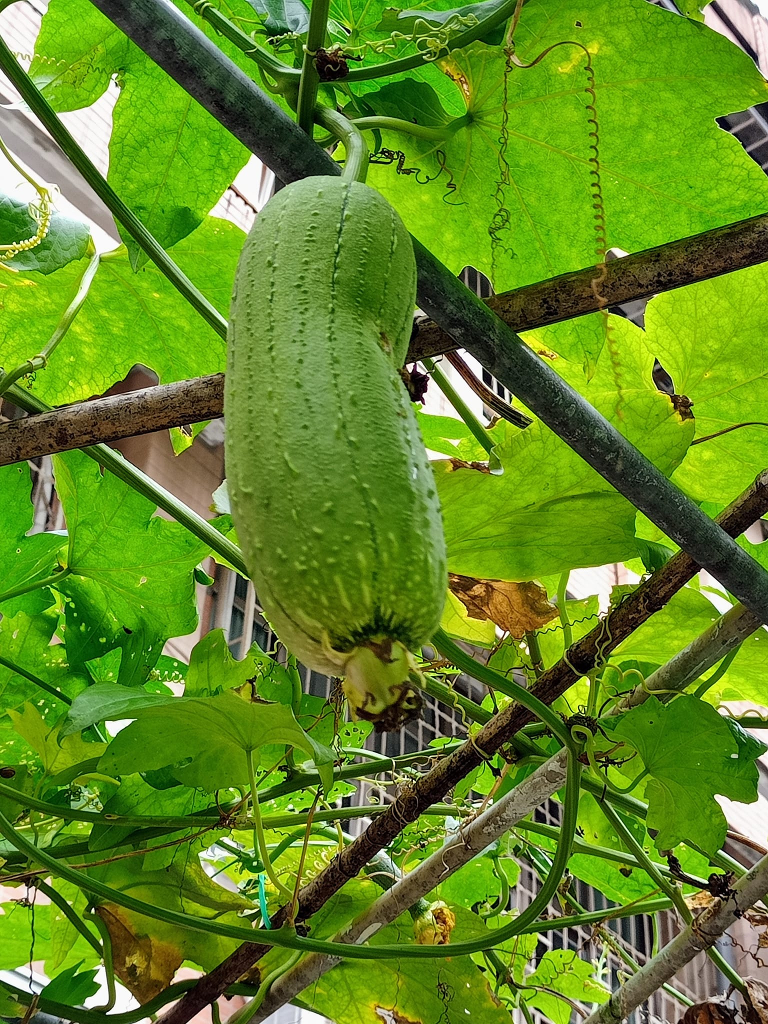 黃花開，絲瓜垂