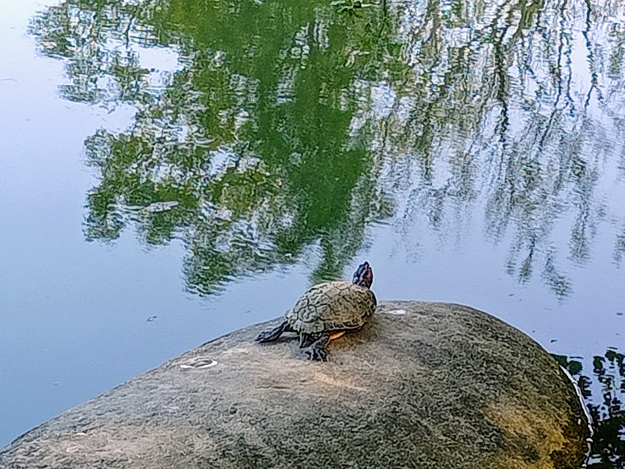 從龜三義到龜藏六