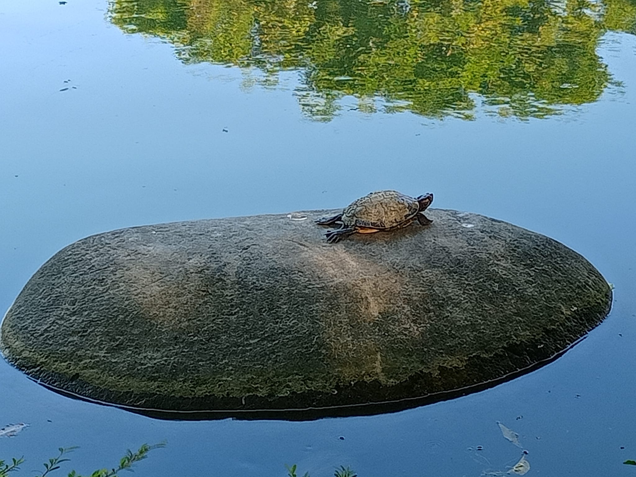 從龜三義到龜藏六