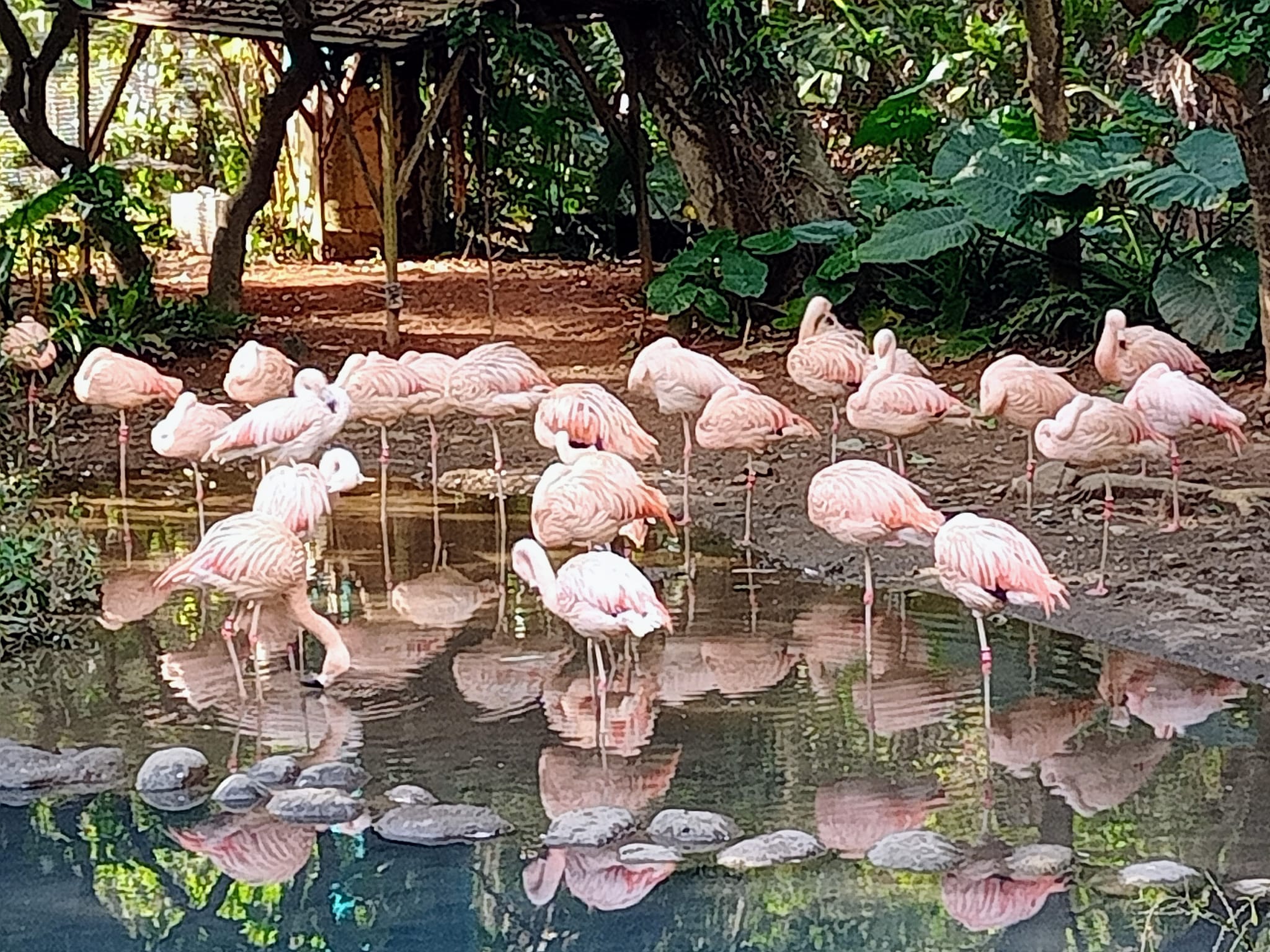 看大紅鶴引燃生命熱情火焰