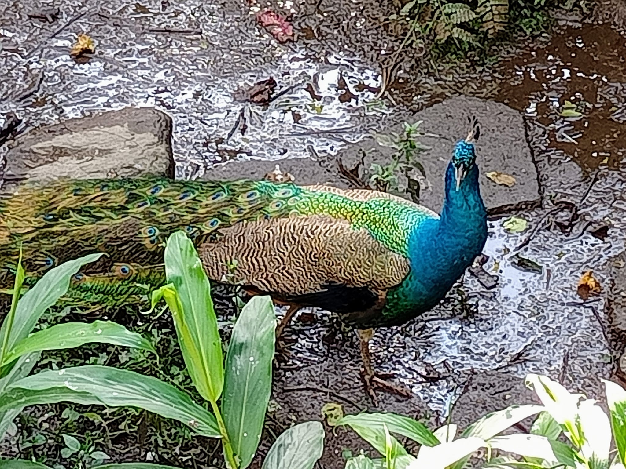 很“神”氣的孔雀