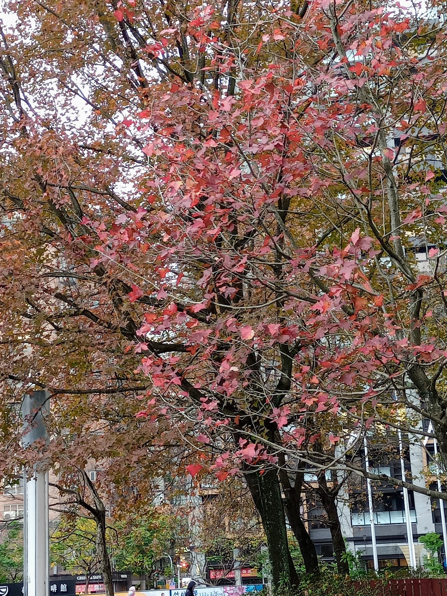 染紅的楓彩在一波波冷氣團壓境下