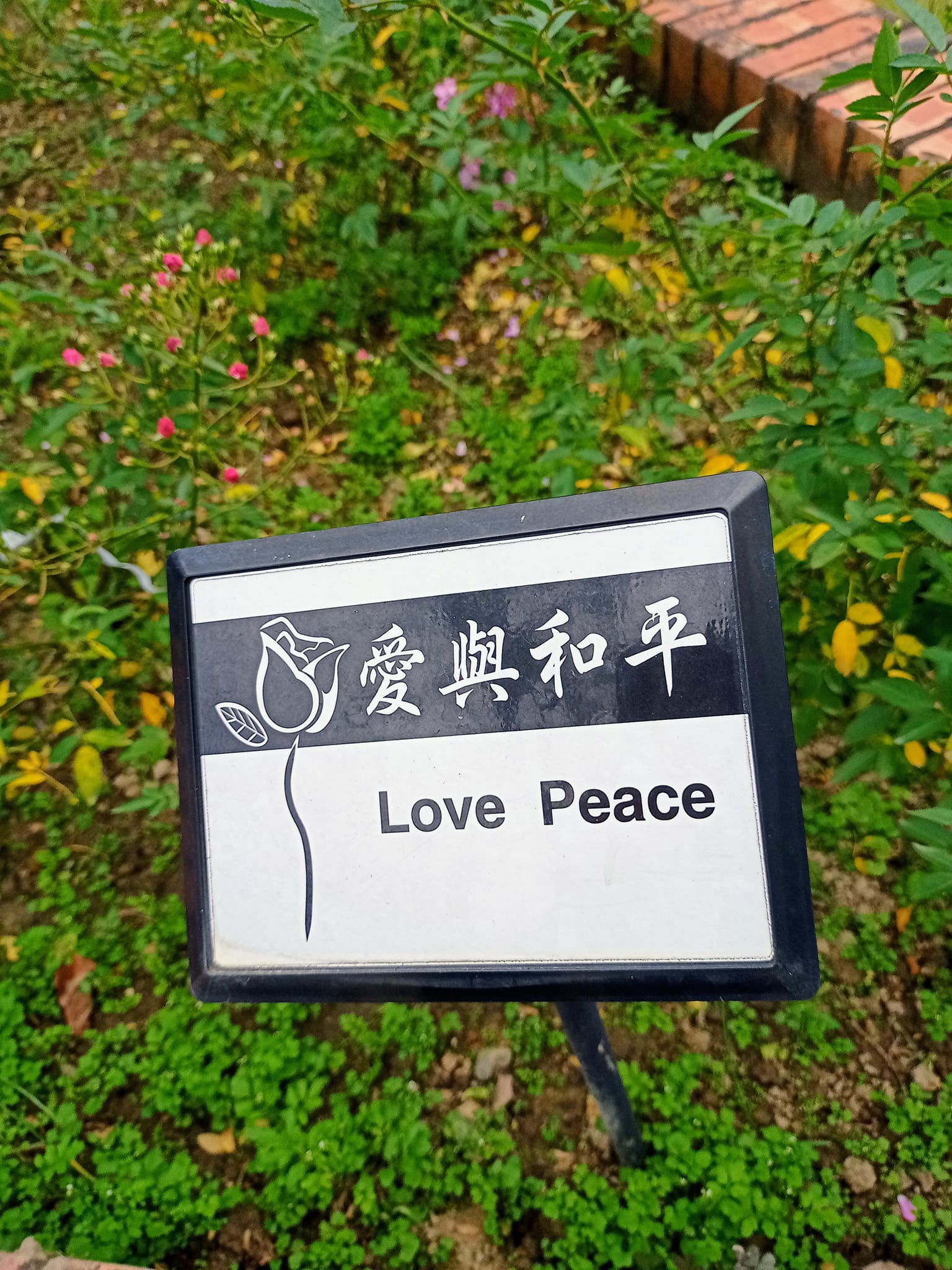 遇見“愛與和平”