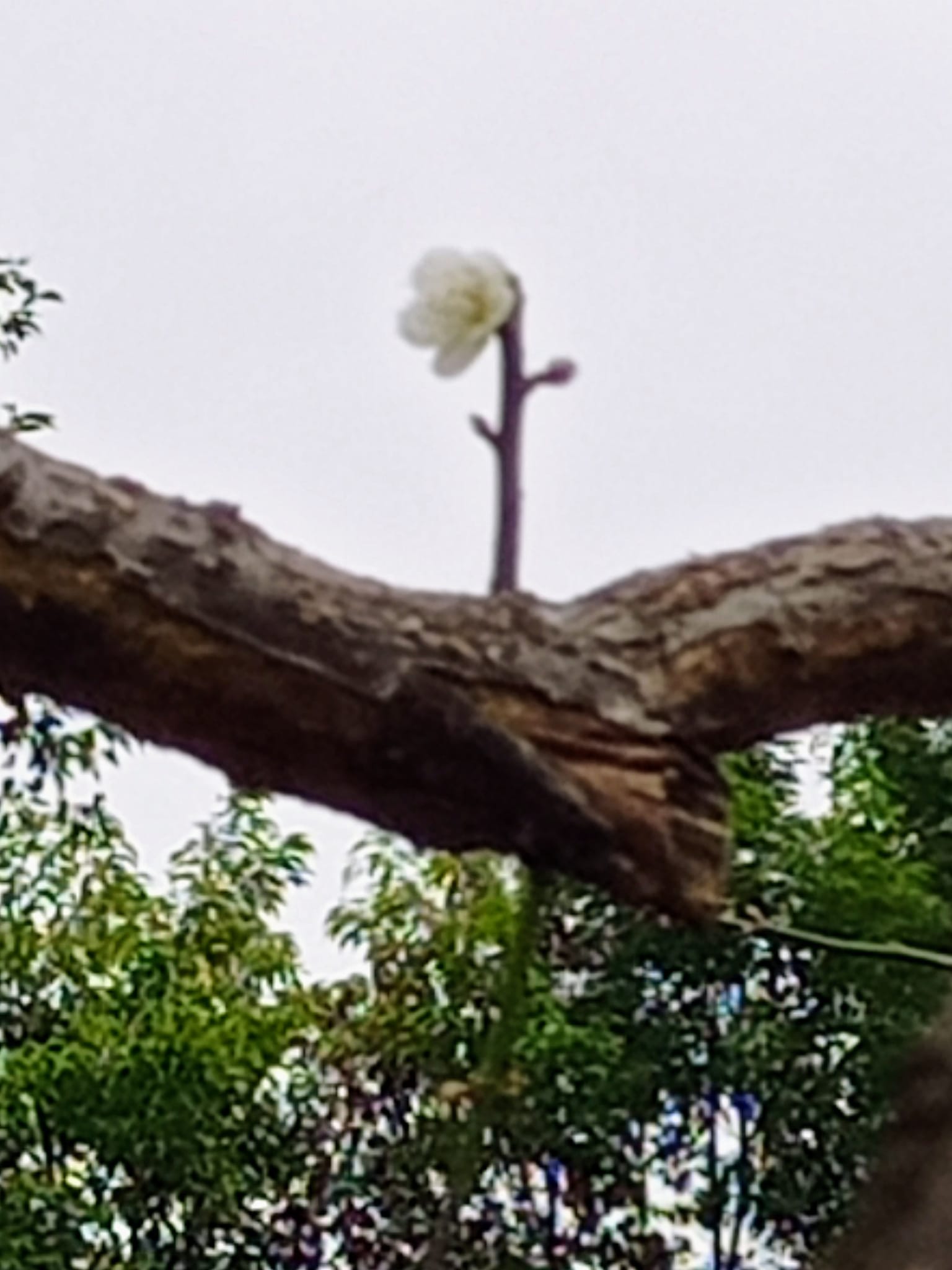 白梅花綻放枝頭