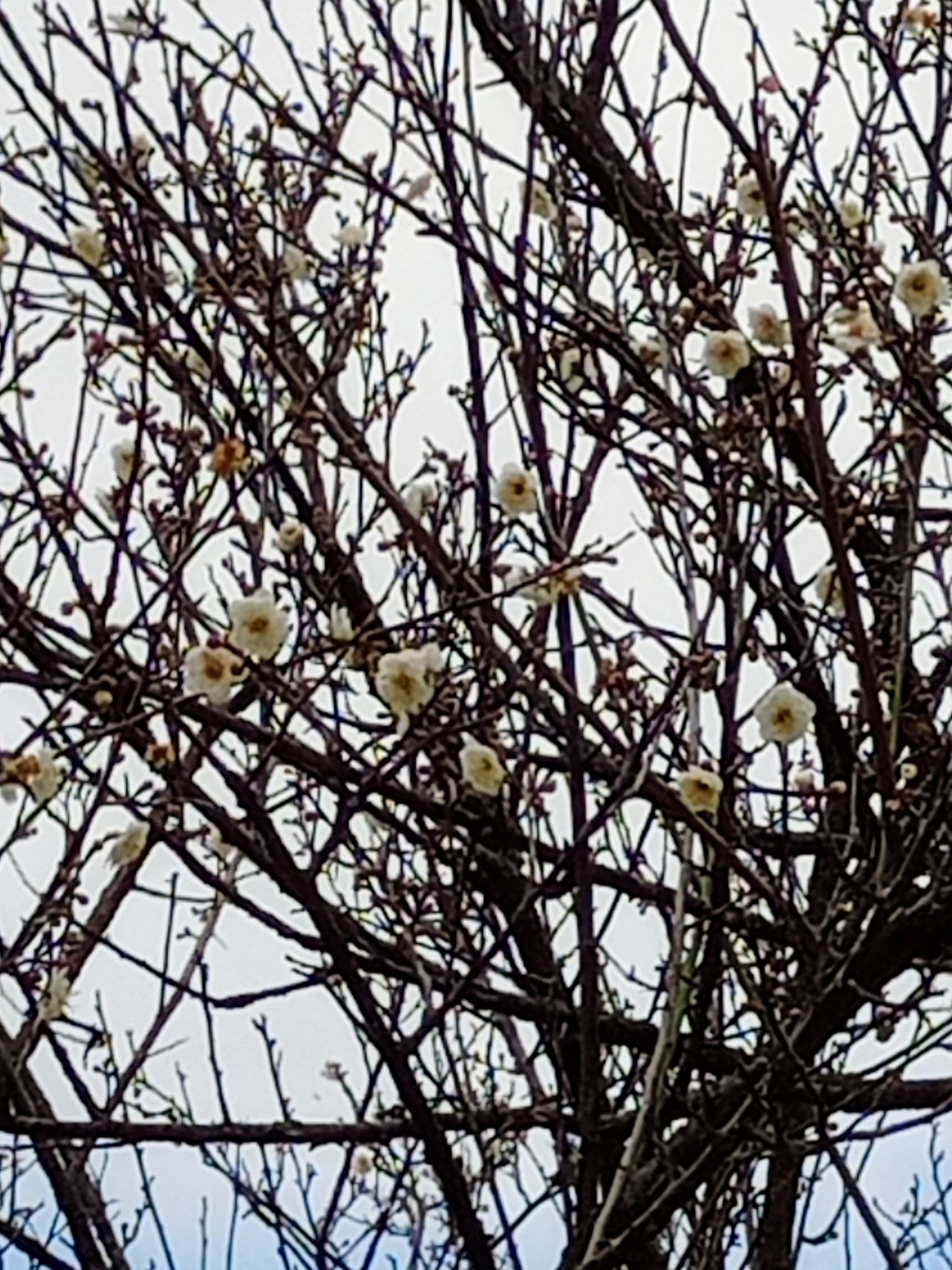 白梅花綻放枝頭