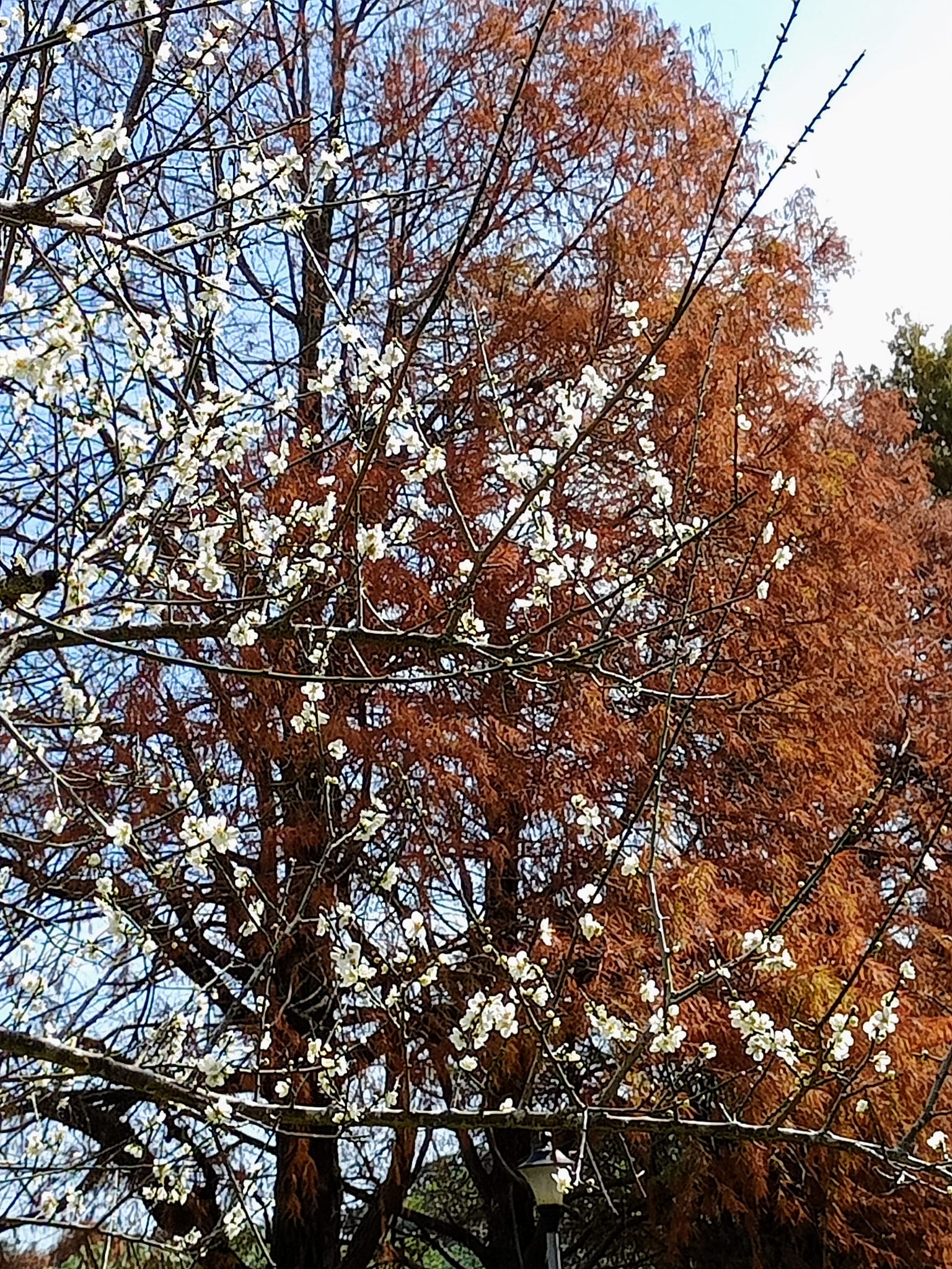 白梅花與落羽松