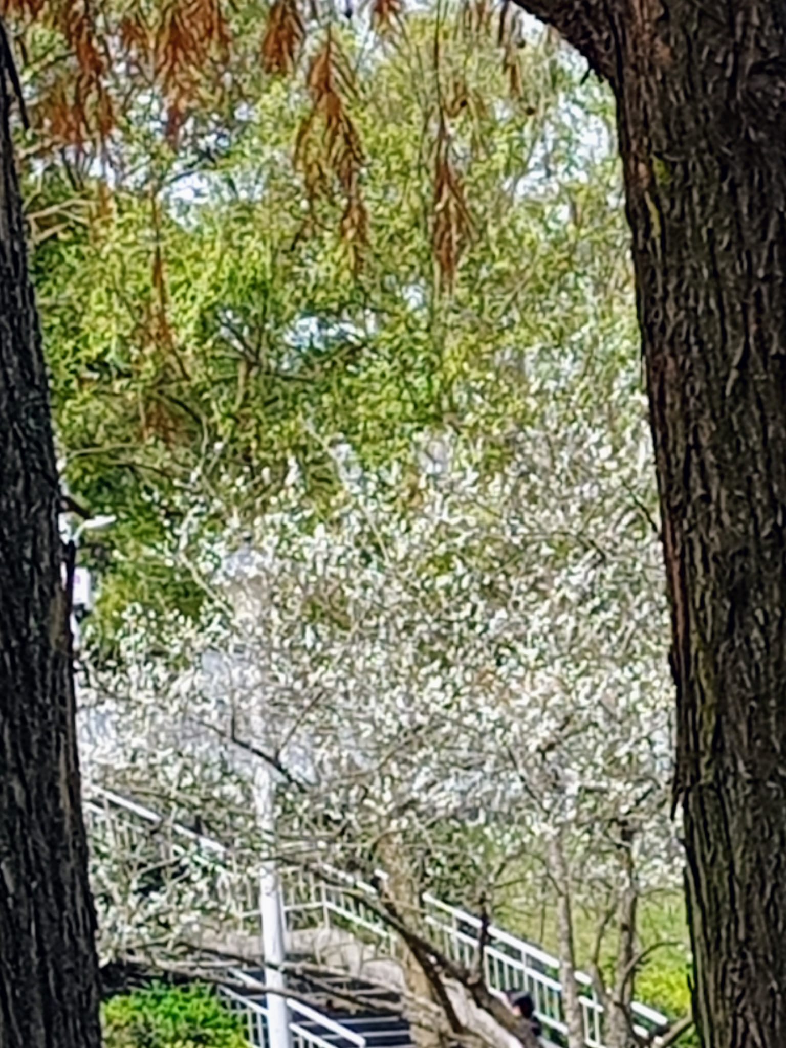 白梅花與落羽松