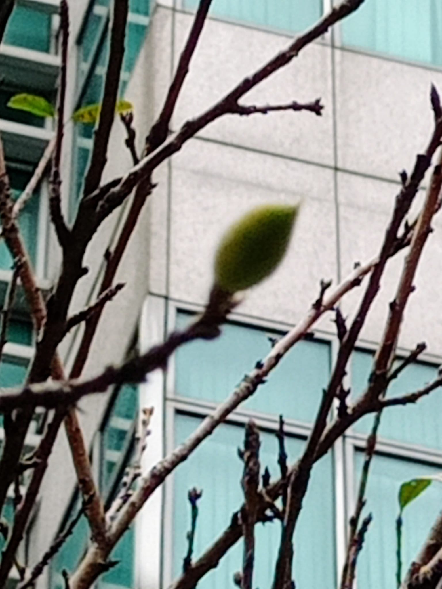 桃子搶春桃花獻媚