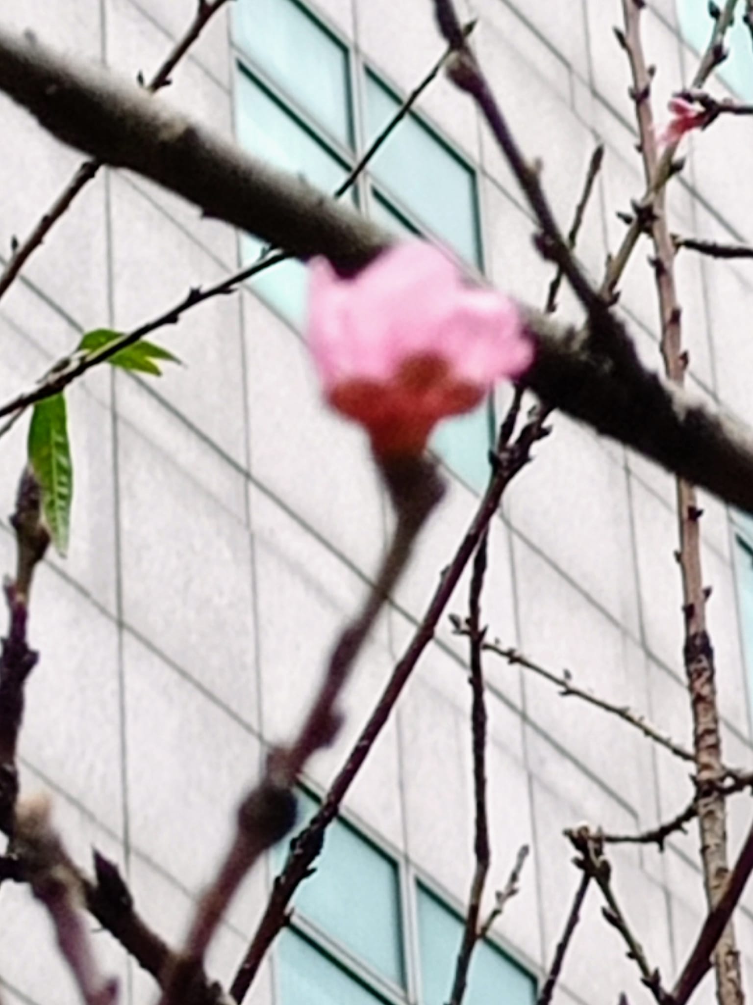 桃子搶春桃花獻媚