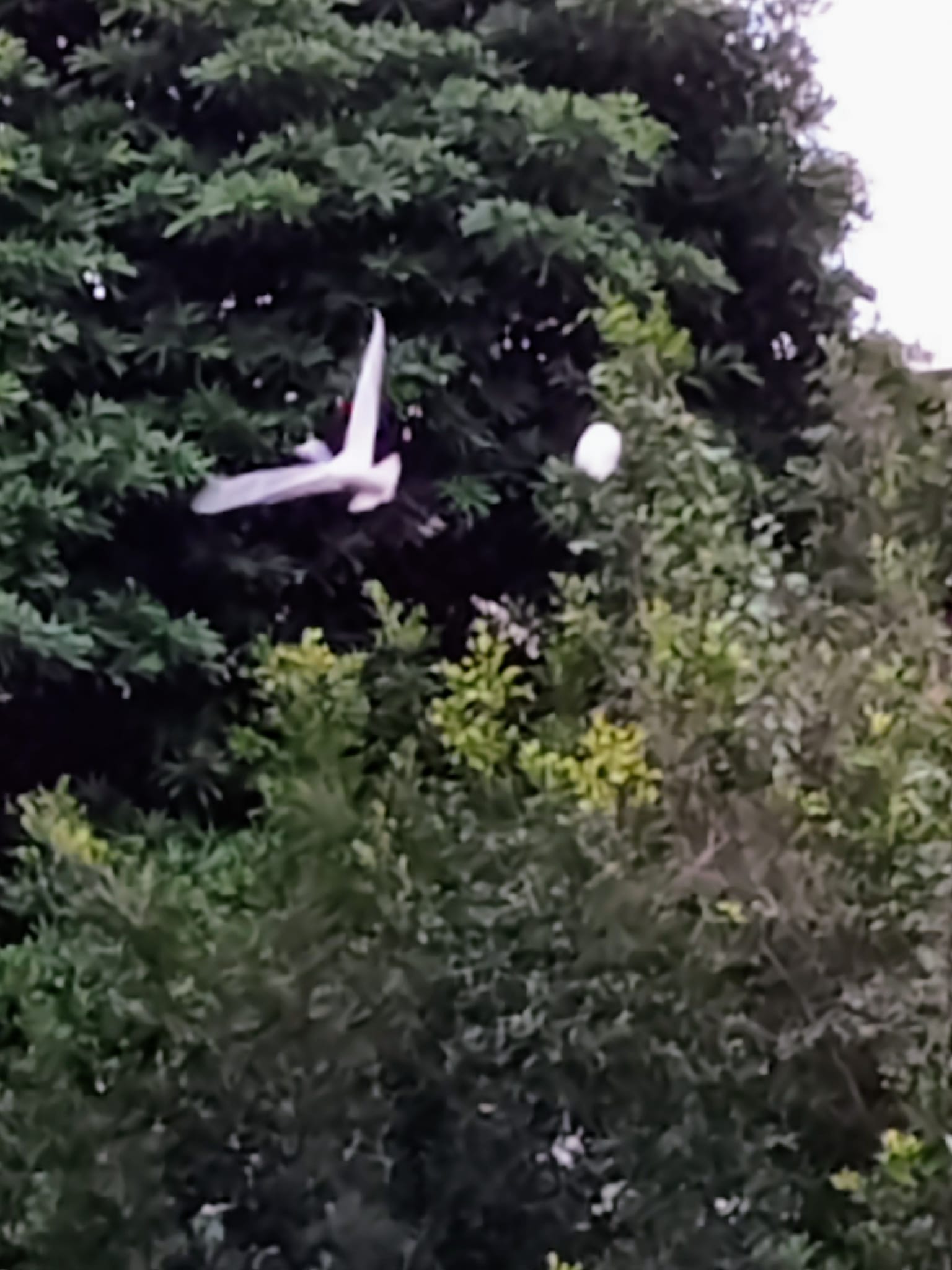 小白鷺鷥振飛迎春，吉祥