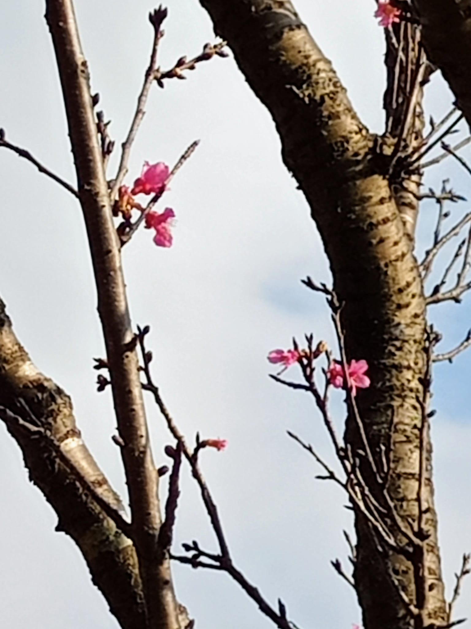 幾朵宮粉梅叫醒天地春
