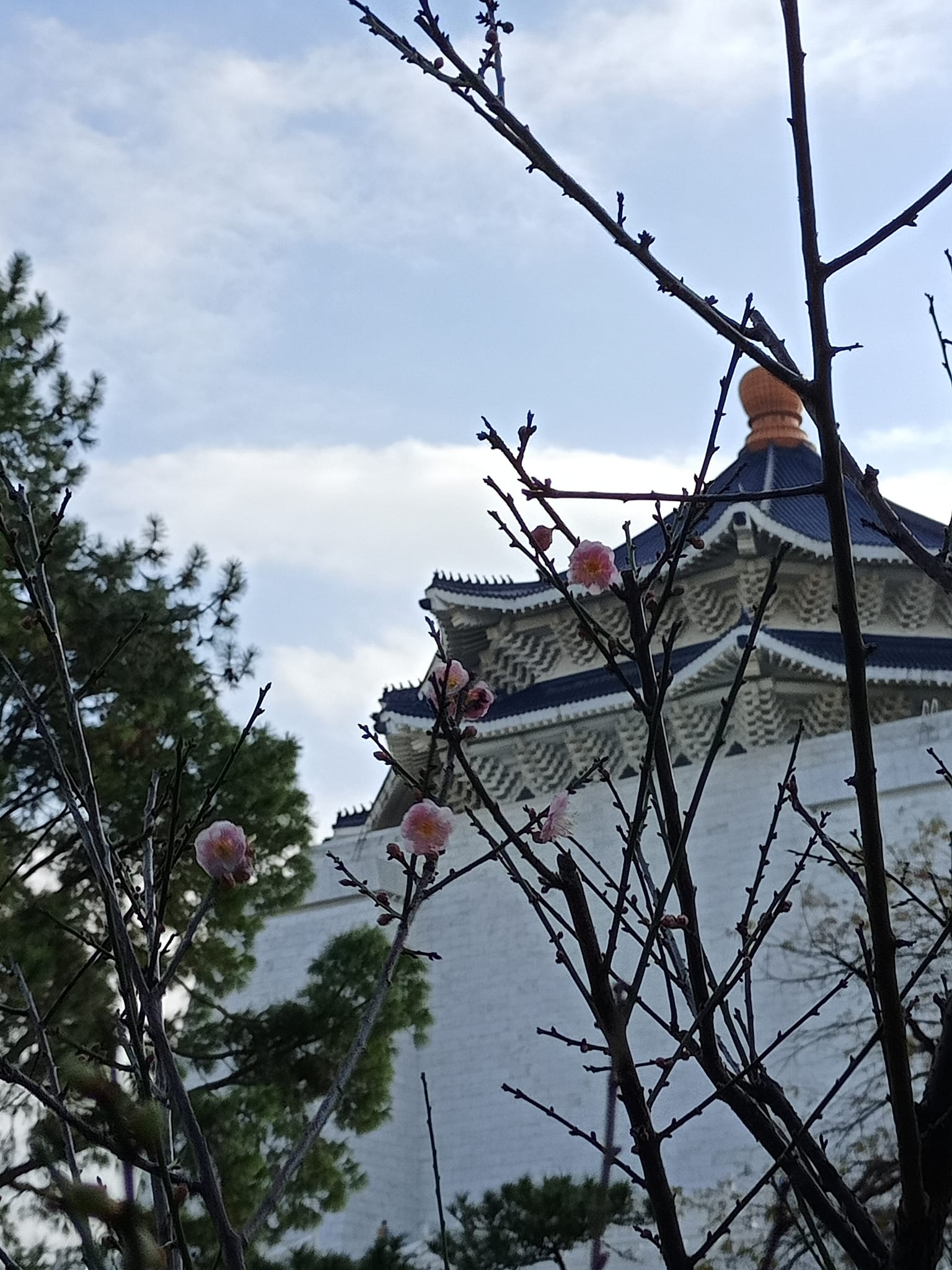 幾朵宮粉梅叫醒天地春