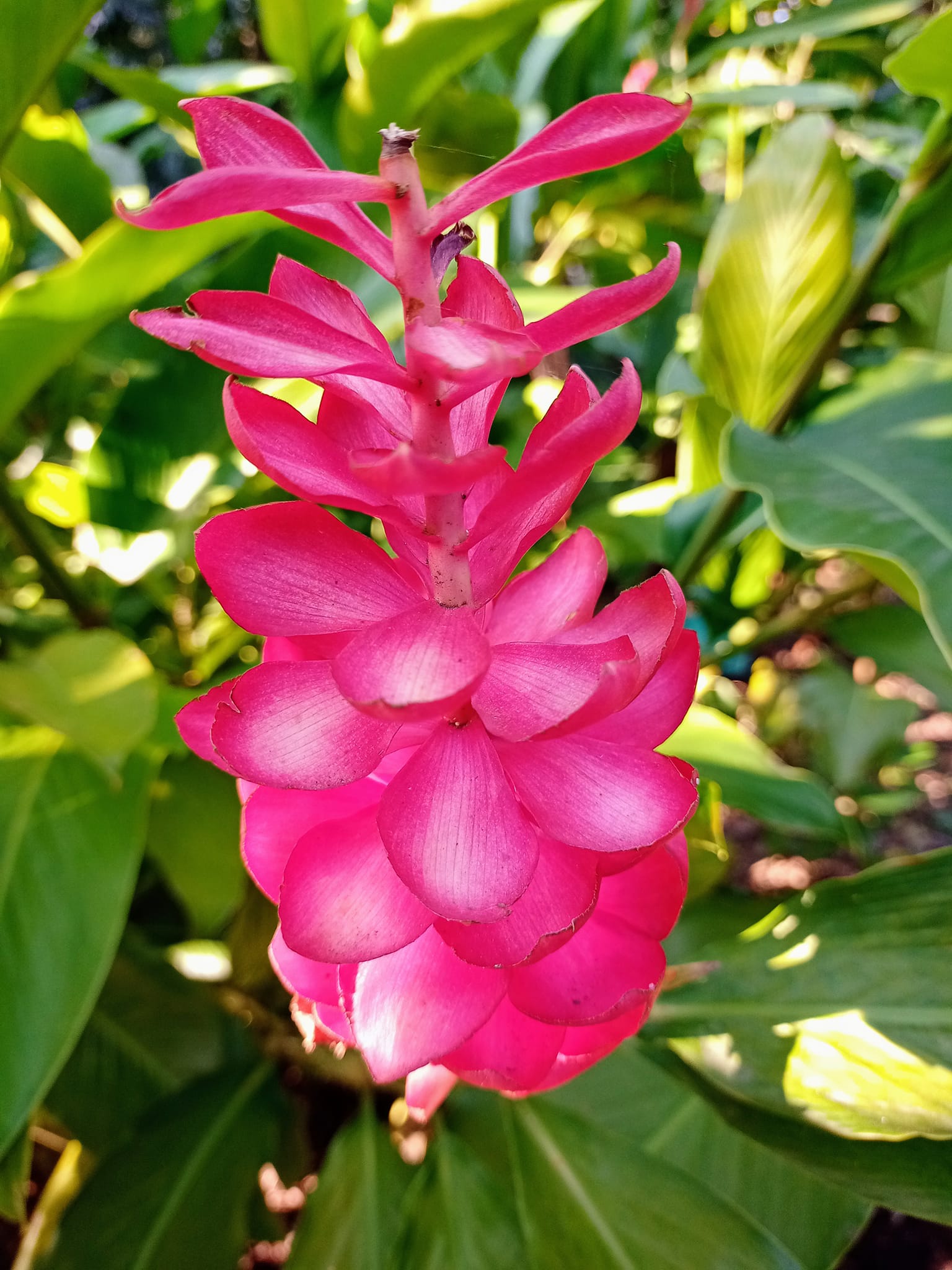 恣放靈魂中的火焰