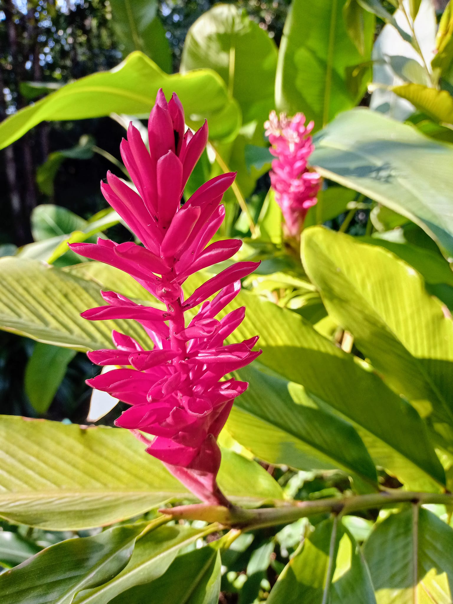 恣放靈魂中的火焰