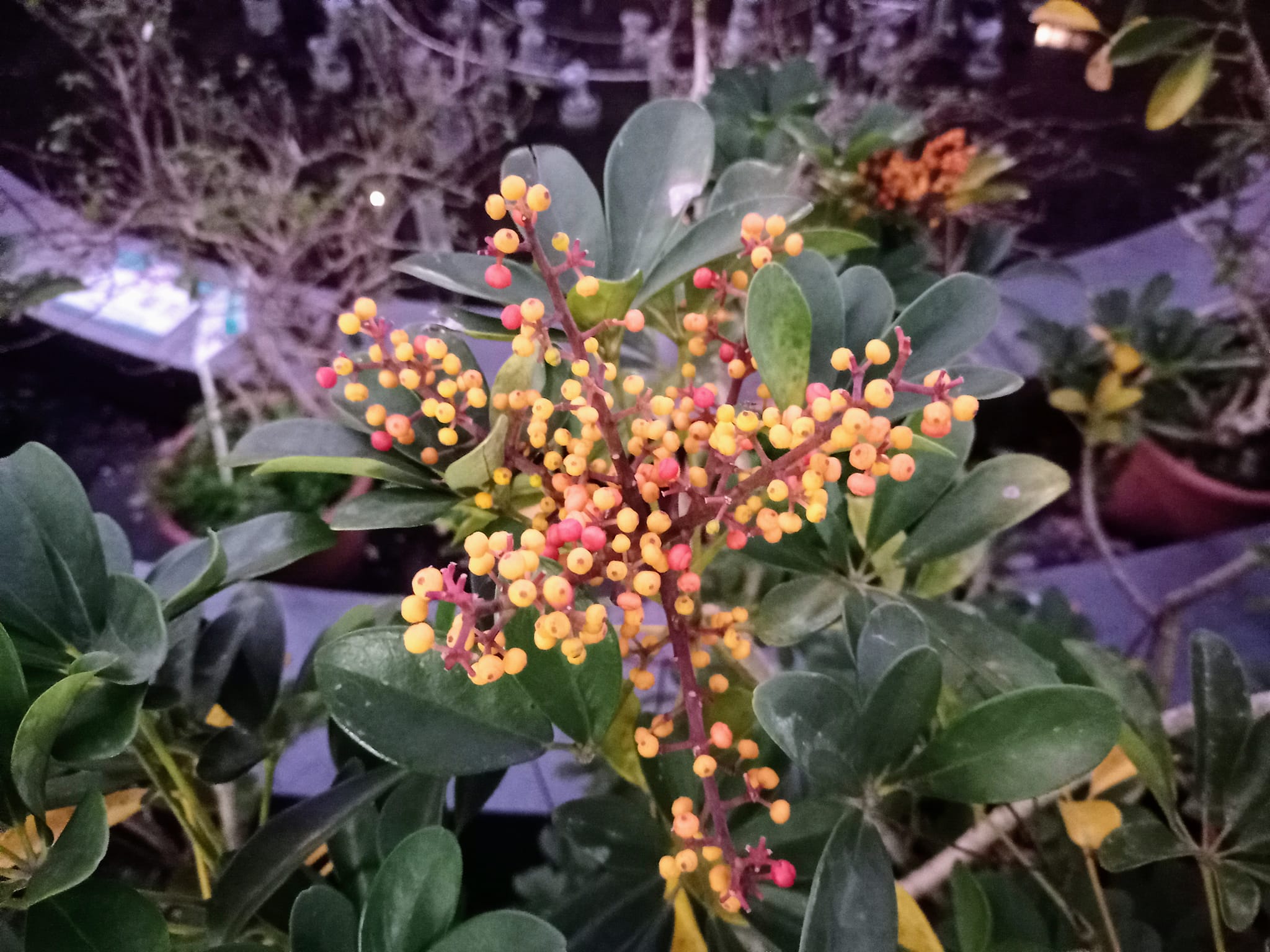 看，“鵝掌捧珠”