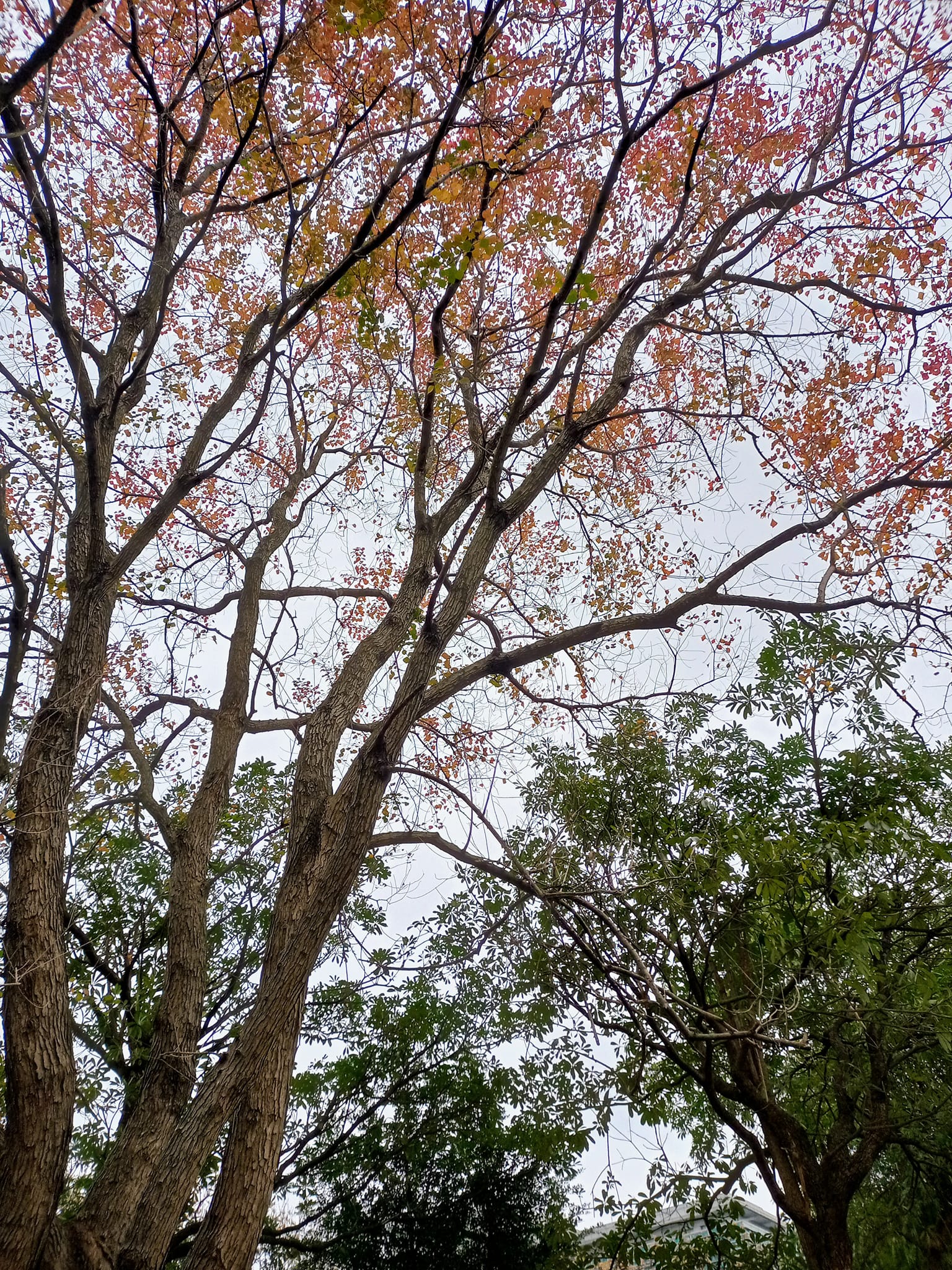 烏桕樹的“楓彩”