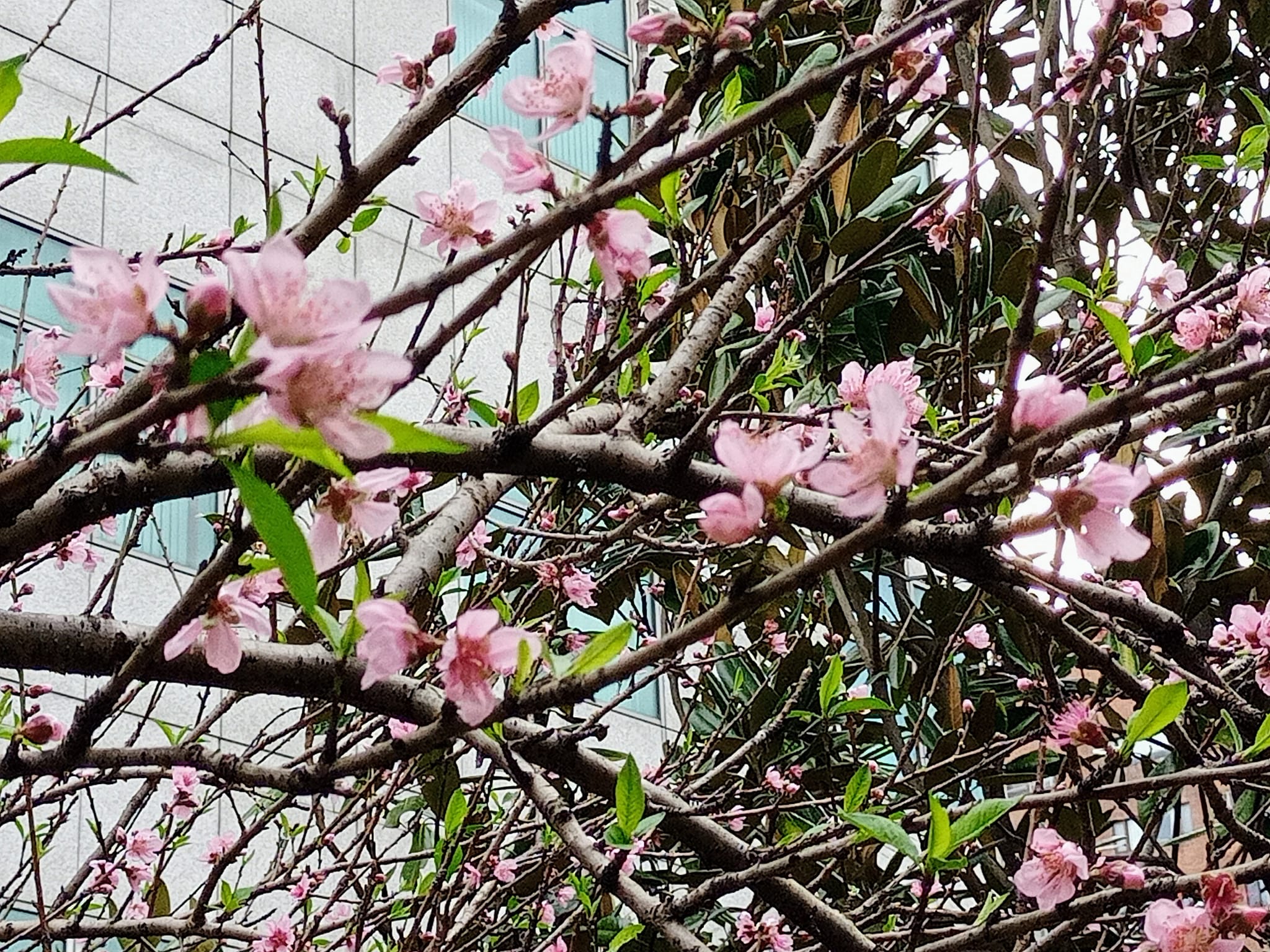 桃花盛開好春光