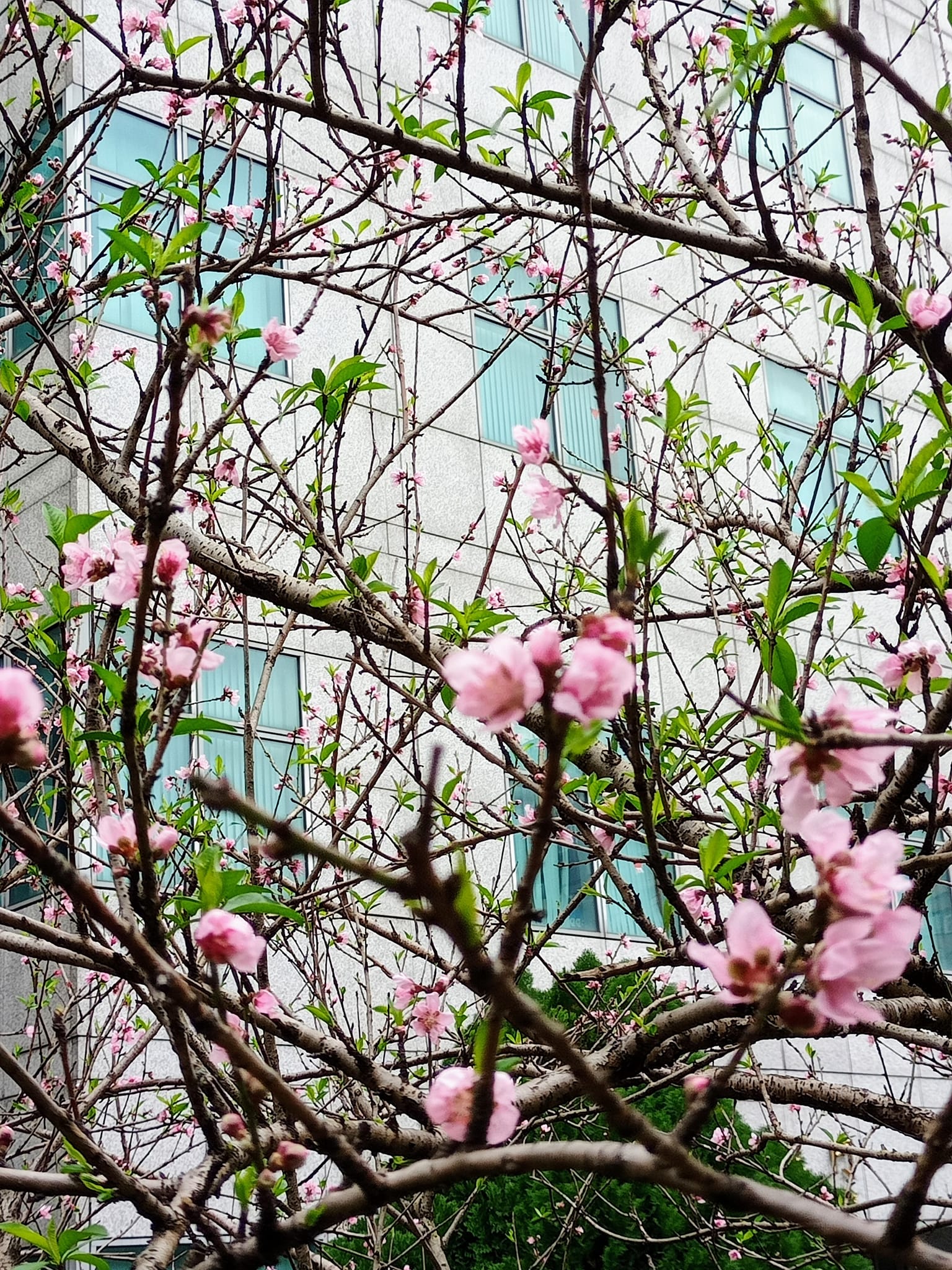 桃花盛開好春光