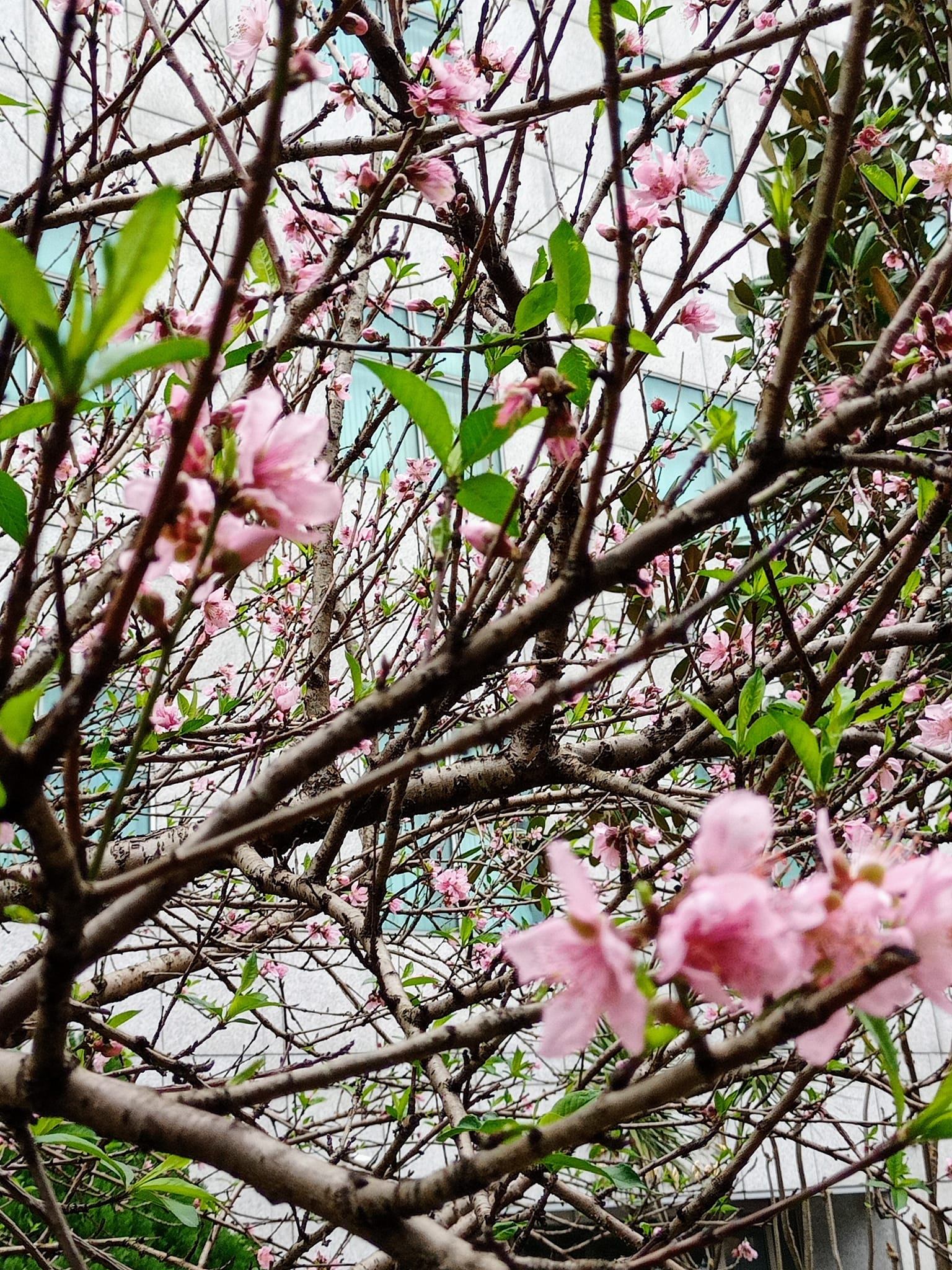 黃巢為菊花抱屈