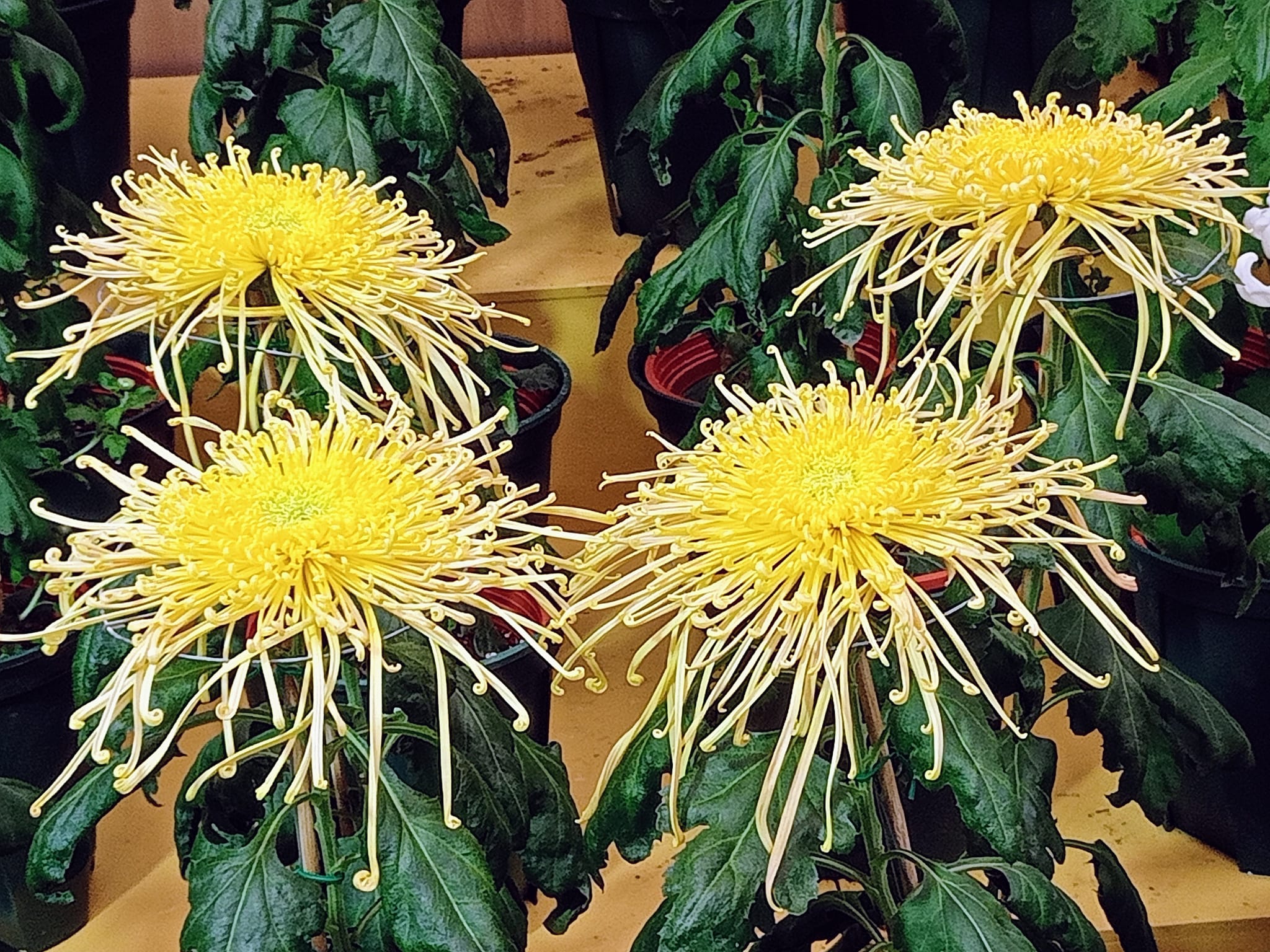 黃巢為菊花抱屈