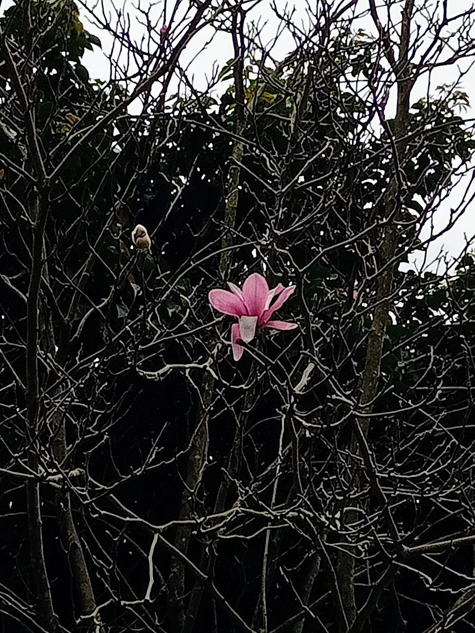 惱得山僧悔出家