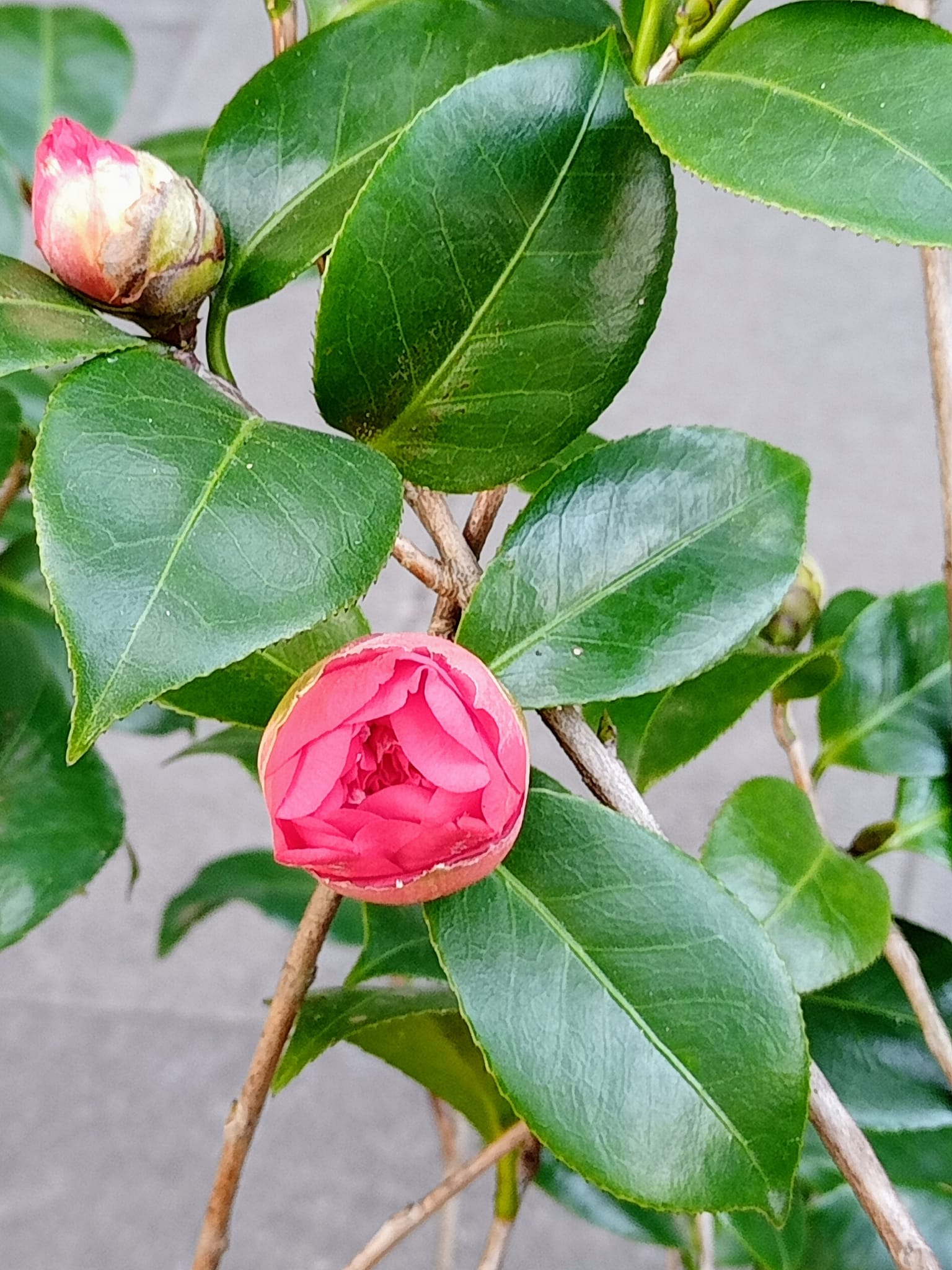 我愛山茶花綠叢又放數枝紅