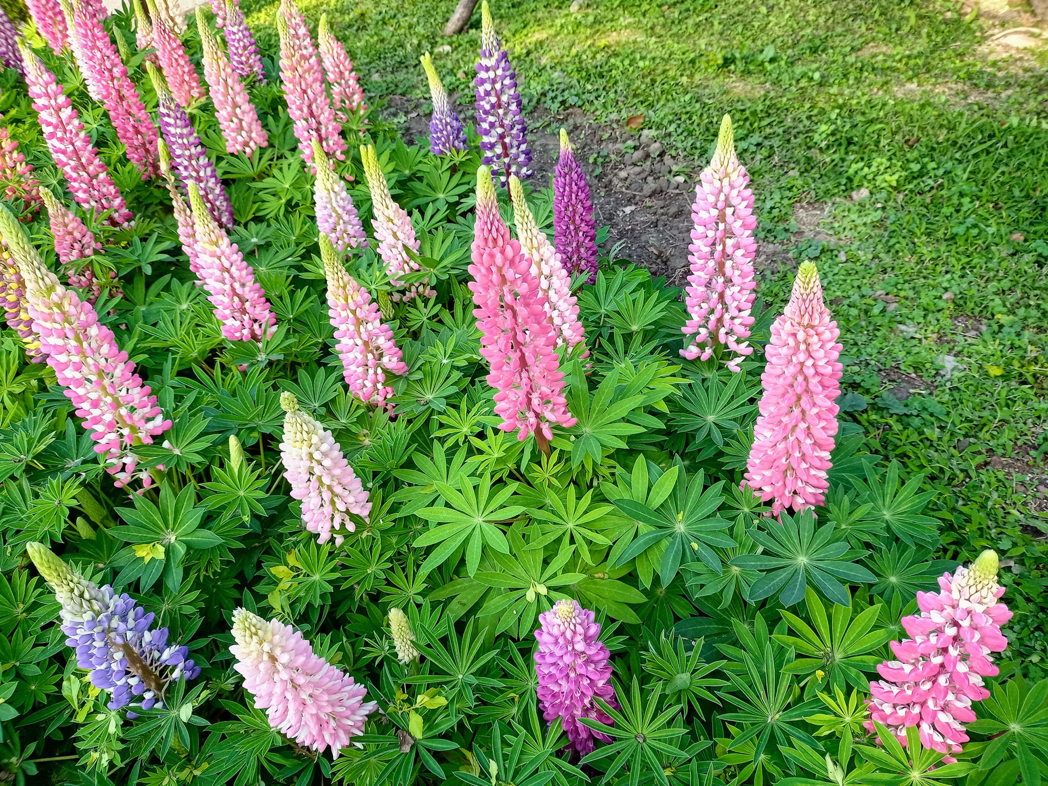 悲苦的美麗------魯冰花